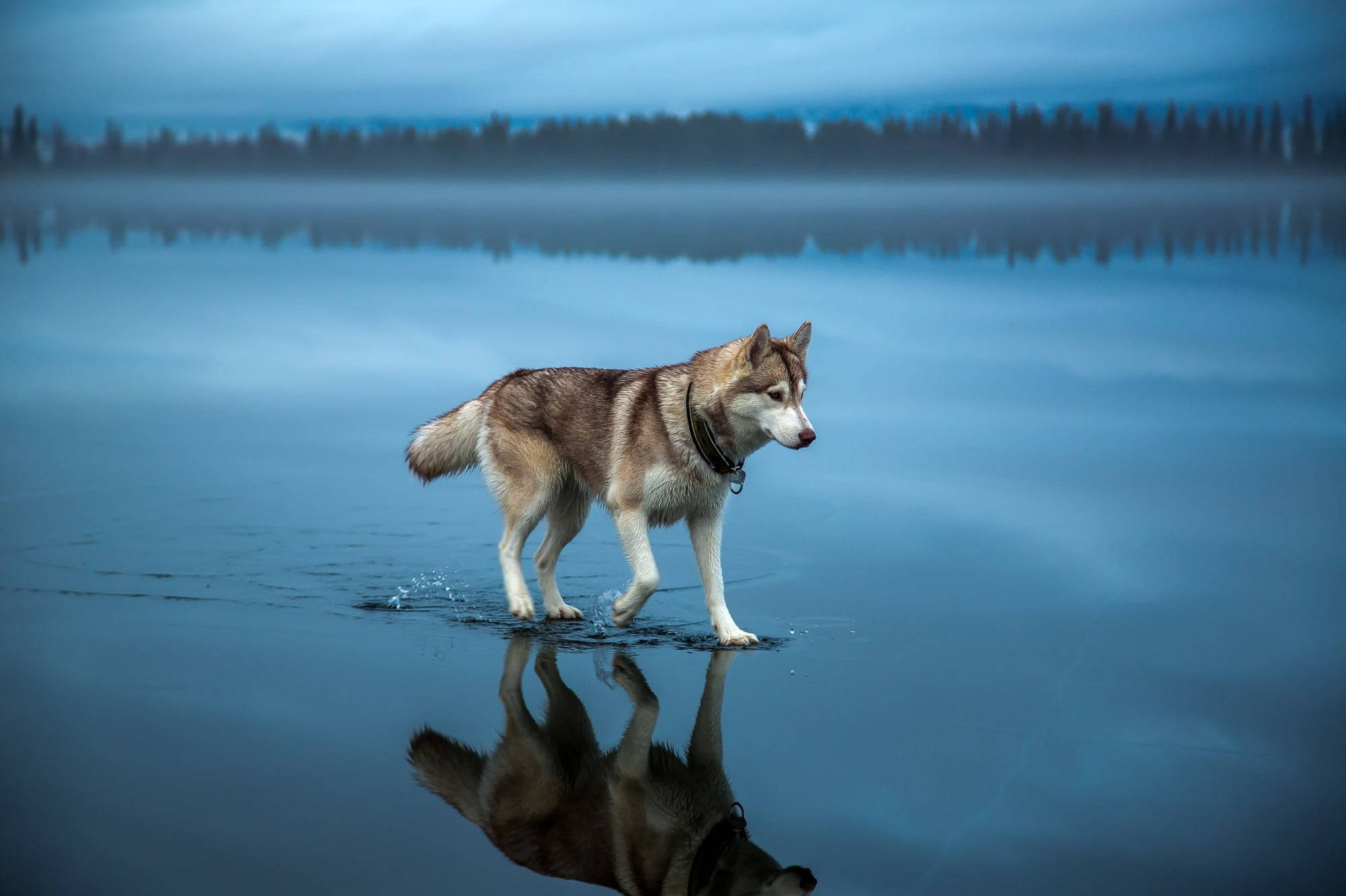 Siberian Husky, brown, misty lake, Full HD Desktop Wallpaper