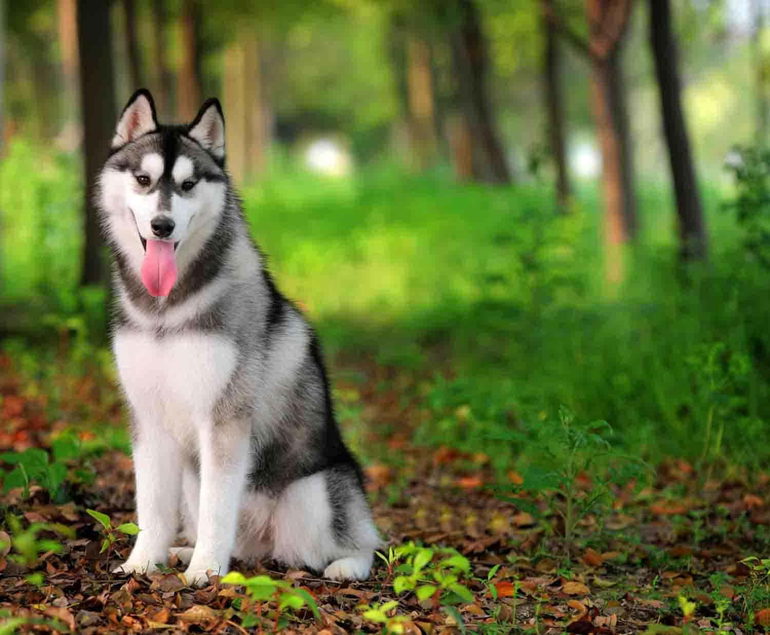 Siberian Husky, gray and white fur, sunlit forest, HD Desktop Wallpaper