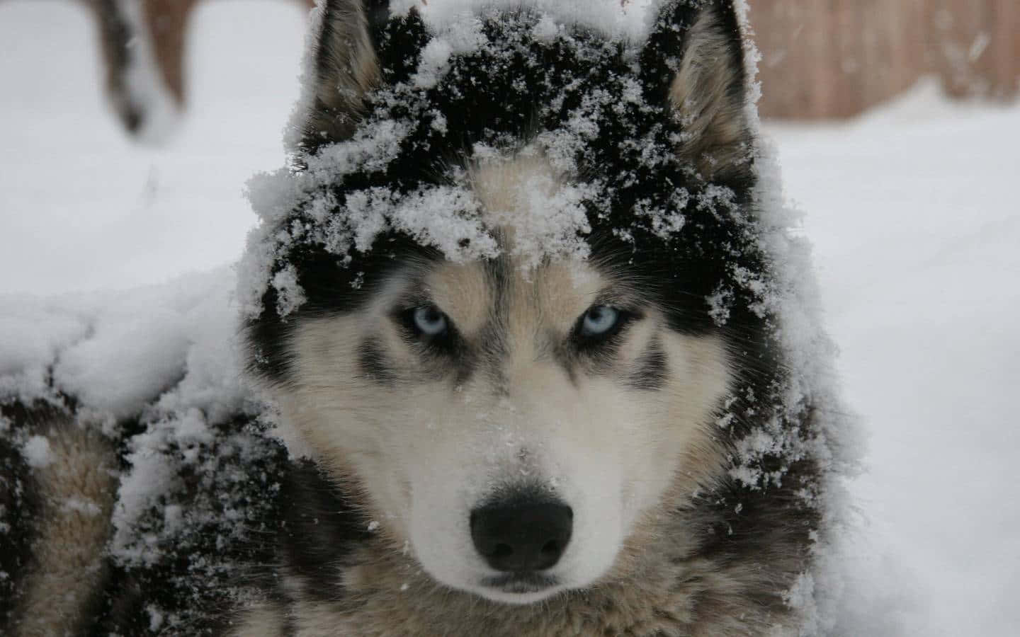 Siberian Husky, snowy, piercing blue eyes, HD Desktop Wallpaper
