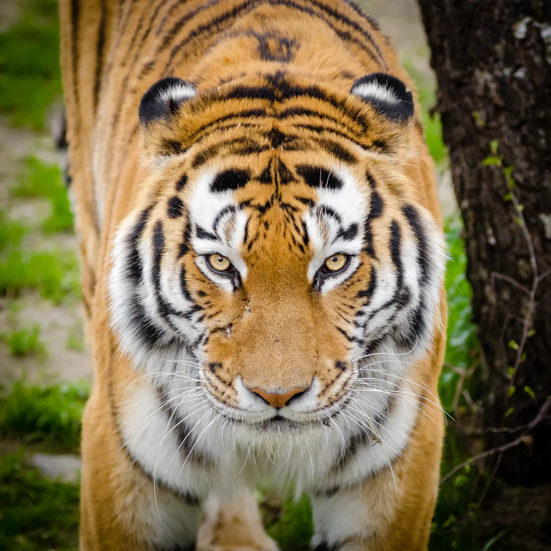 Siberian Tiger
