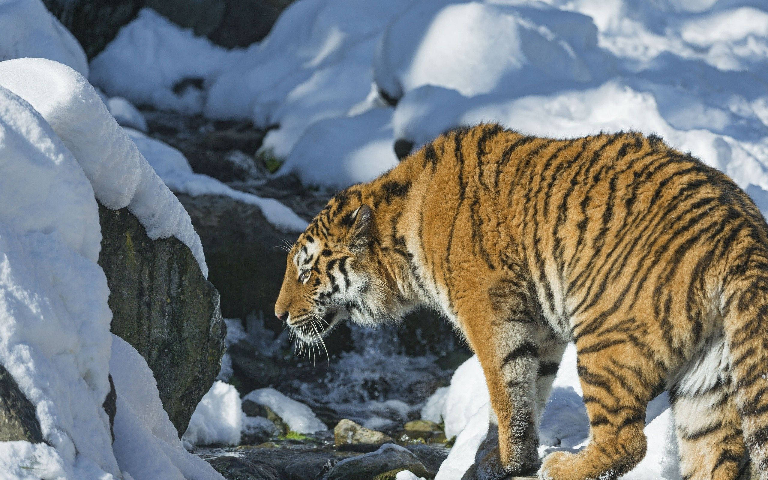 Siberian Tiger, snowy mountain stream, snow-covered rocks, 2K Desktop Wallpaper