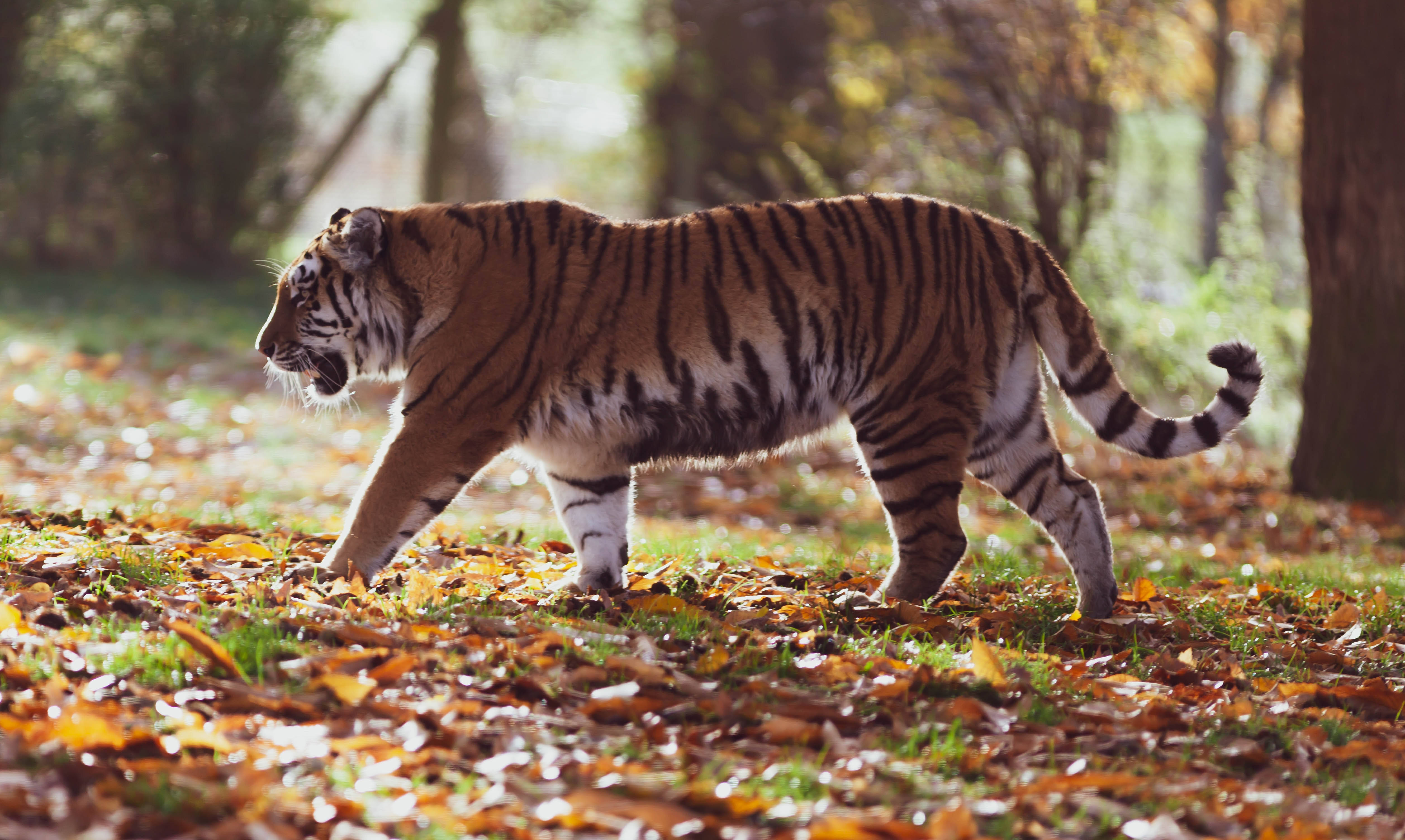 Siberian Tiger, sunlit forest floor, golden autumn leaves, 4K Desktop Wallpaper