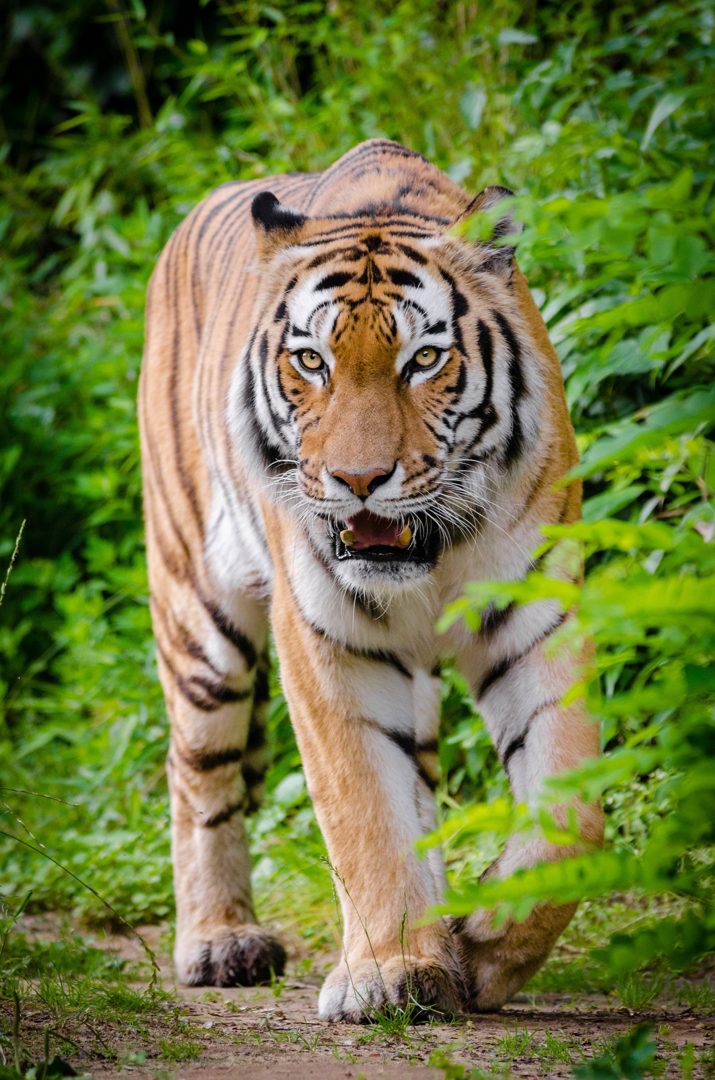 Siberian Tiger, high definition, lush green foliage, 4K Phone Wallpaper