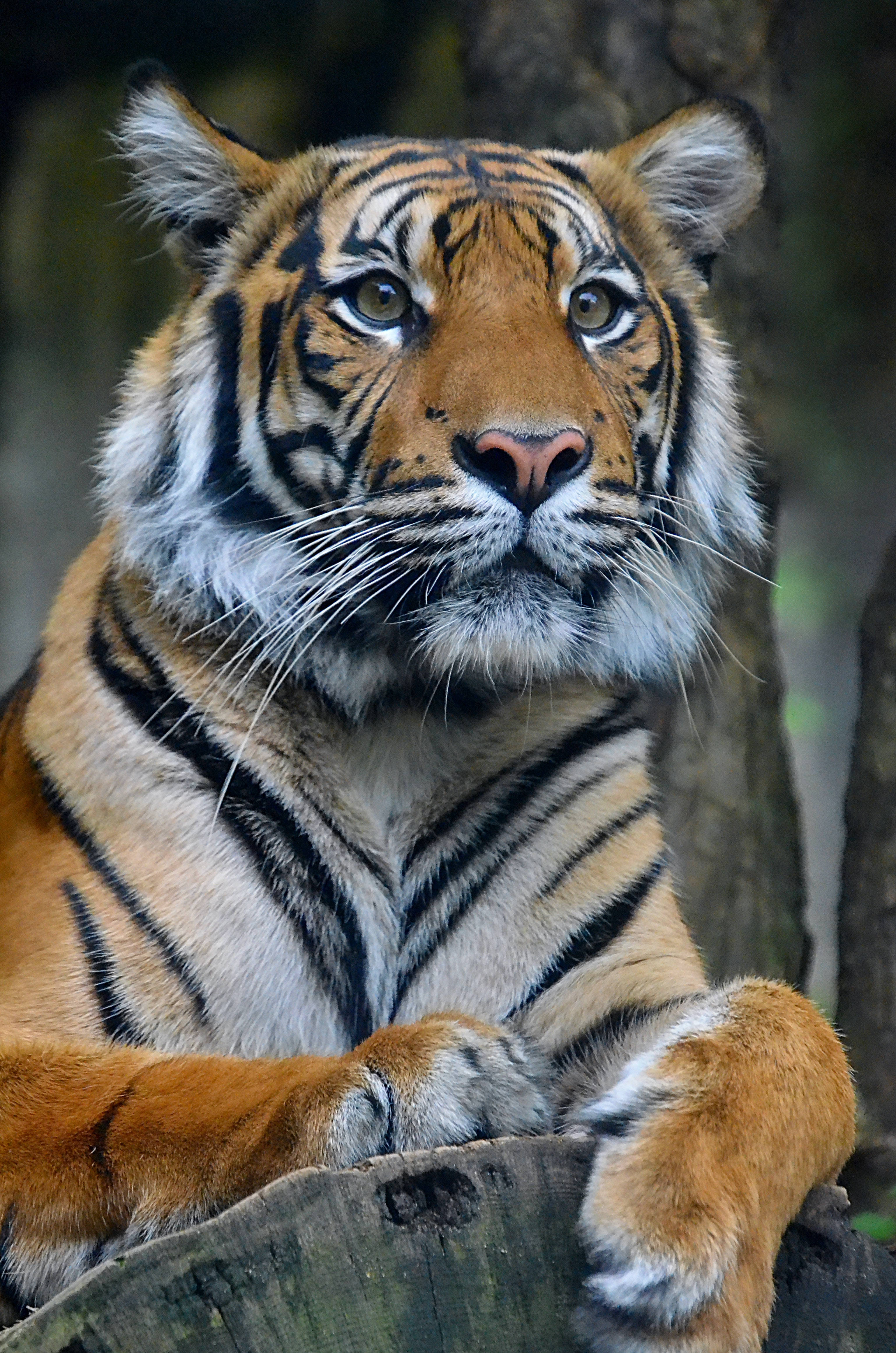 Siberian Tiger, orange fur, black stripes, 4K Phone Wallpaper