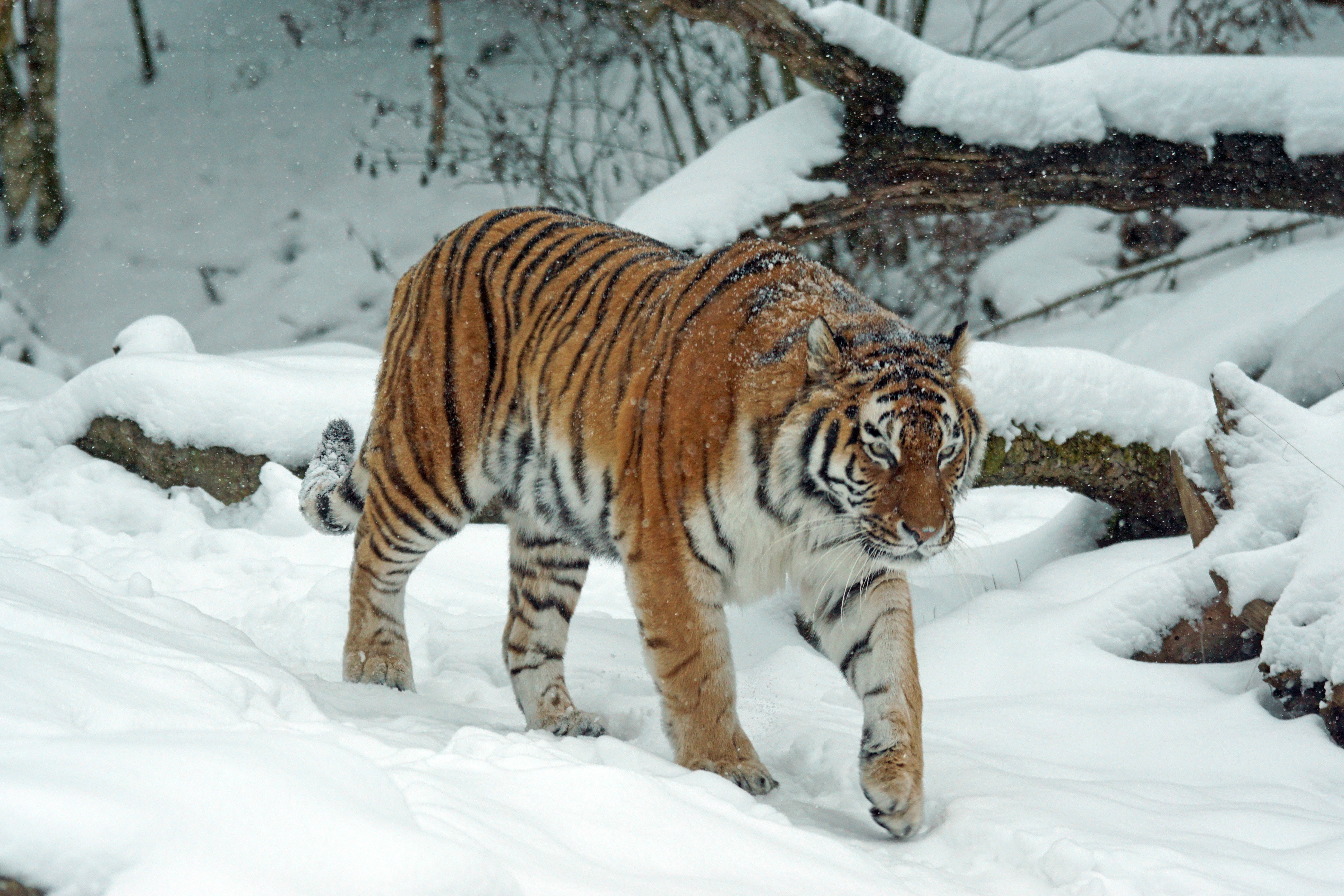 Siberian Tiger, winter forest, deep snow, 5K Desktop Wallpaper