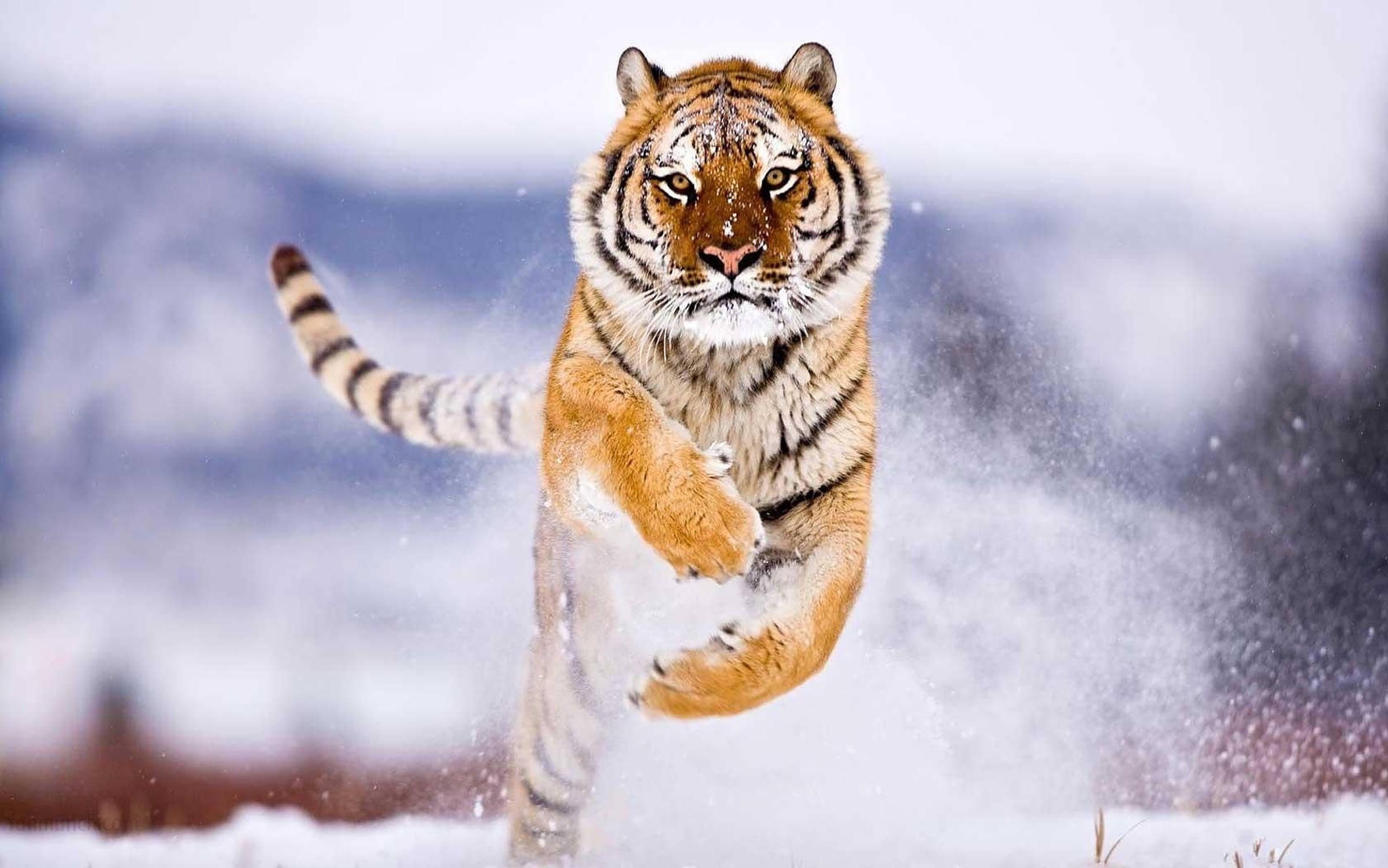 Siberian Tiger, snowy terrain, snowflakes, Full HD Desktop Wallpaper