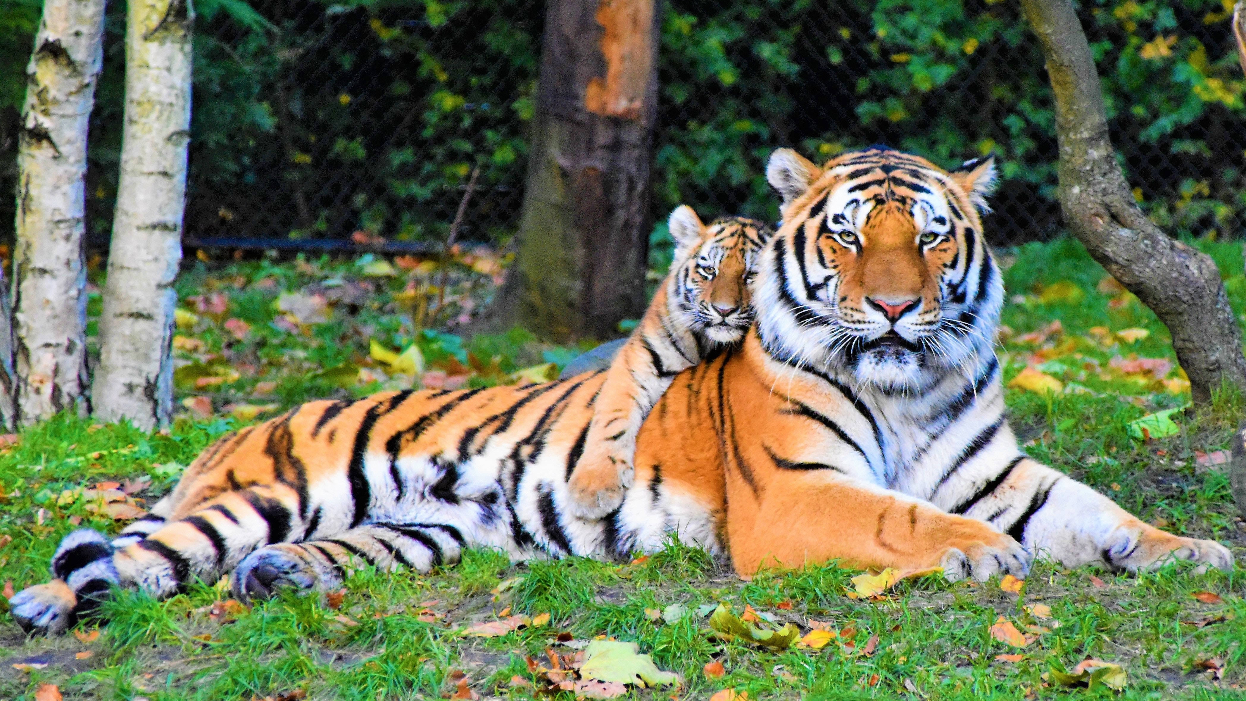 Siberian Tiger, cub, grassy ground, 4K Desktop Wallpaper