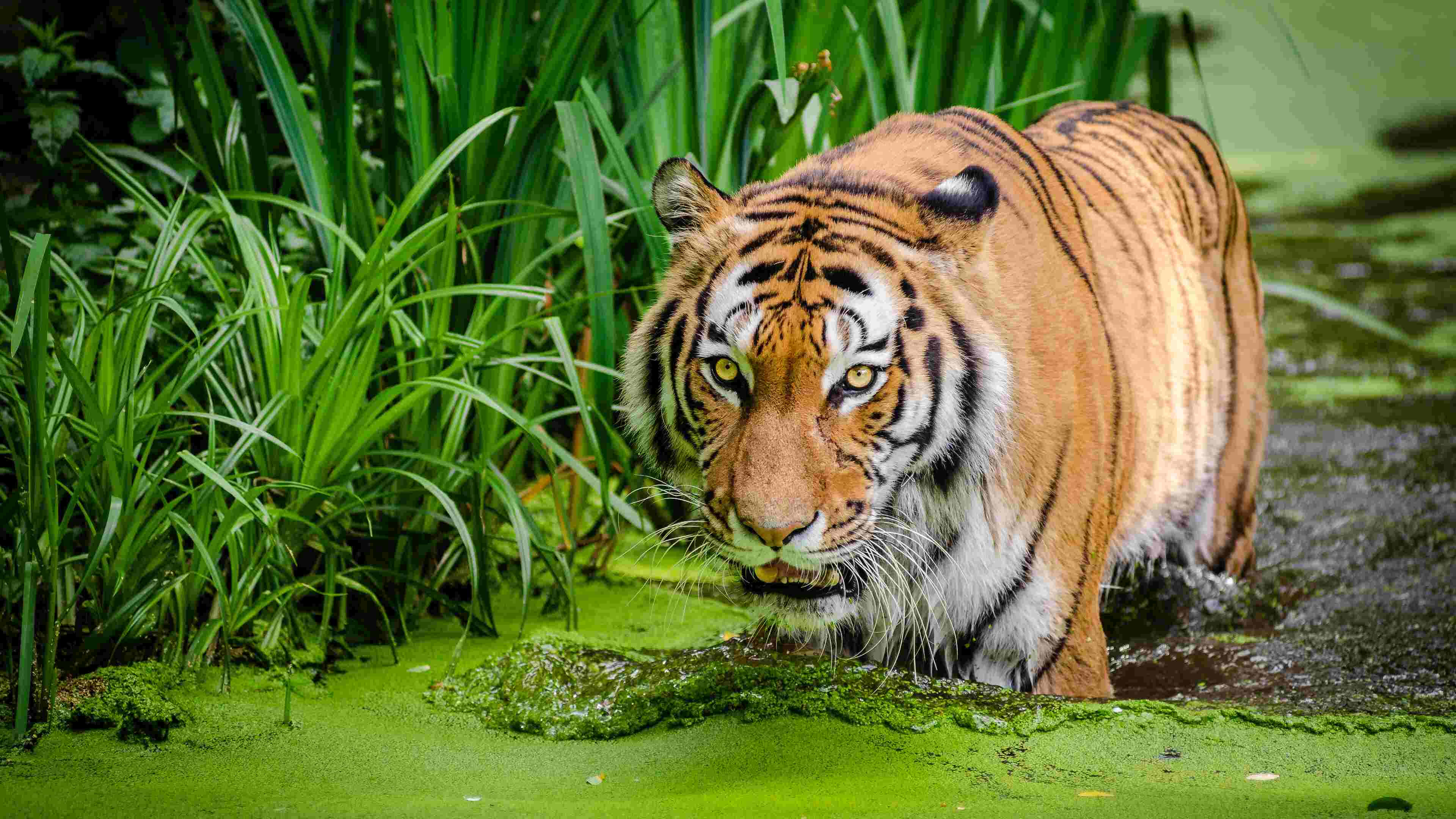Siberian Tiger, orange fur, black stripes, 4K Desktop Wallpaper