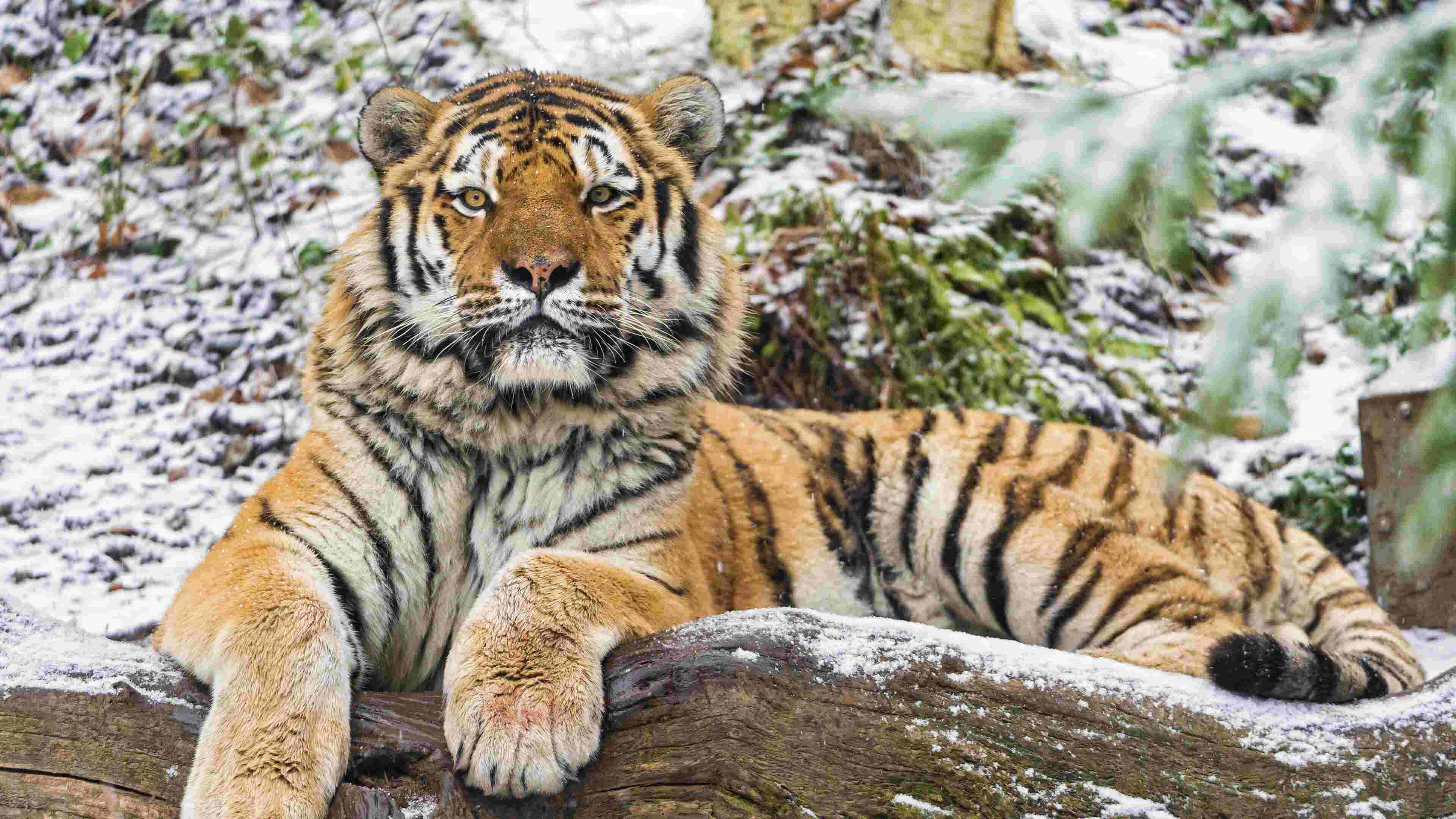 Siberian Tiger, snow-dusted log, winter forest, 4K Desktop Wallpaper