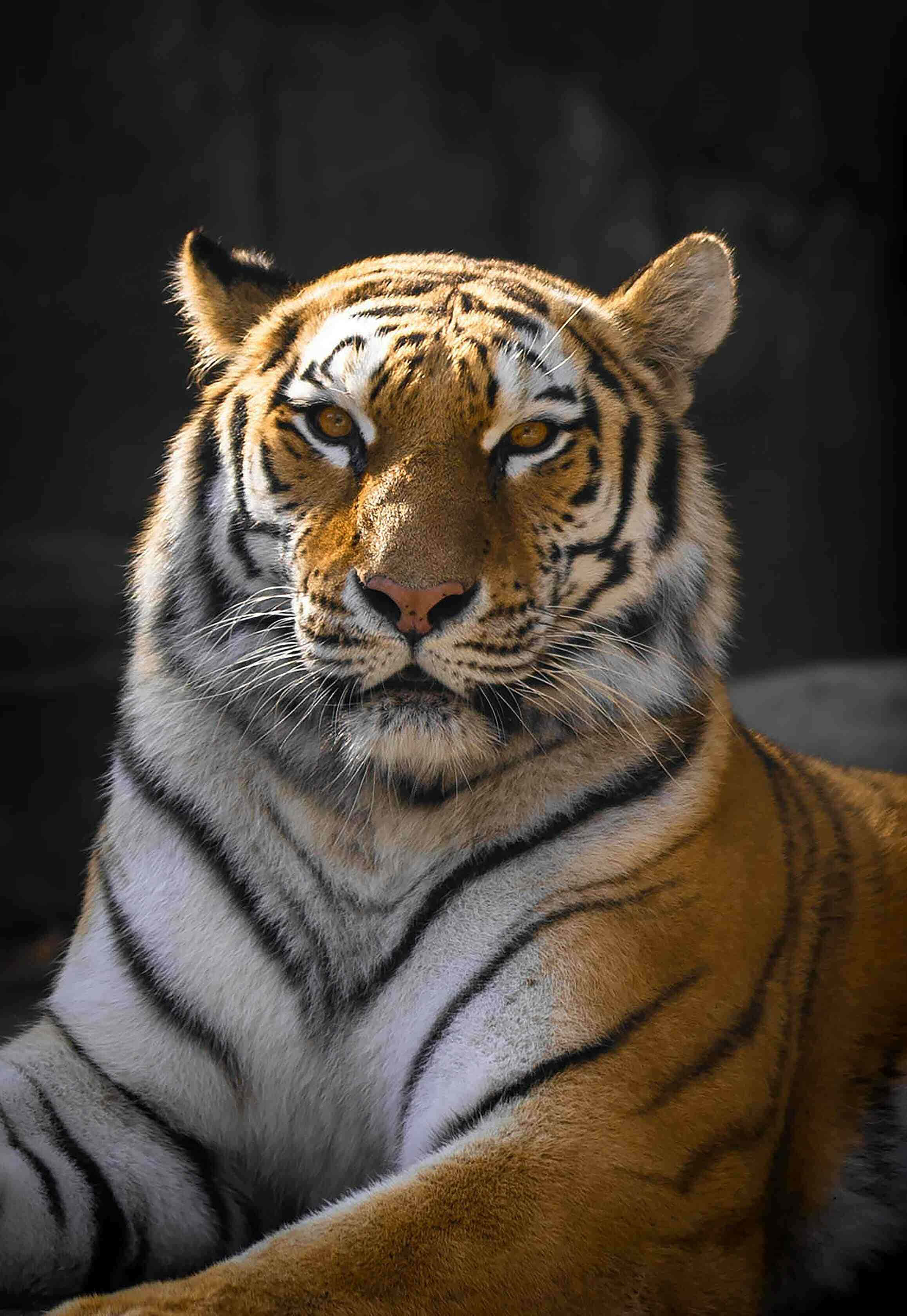 Siberian Tiger, orange fur, black stripes, 2K Phone Wallpaper