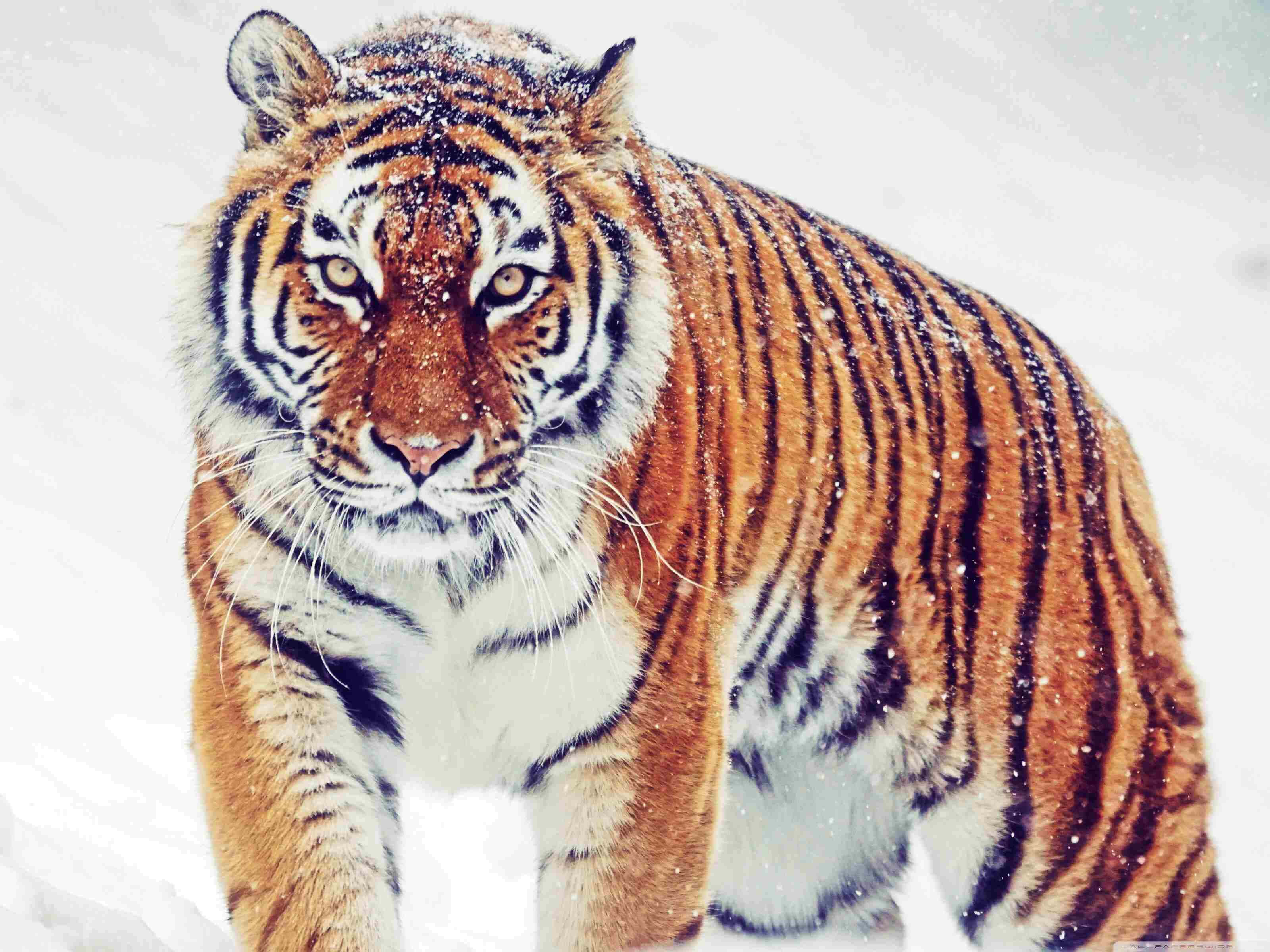 Siberian Tiger, orange fur, black stripes, 2K Desktop Wallpaper