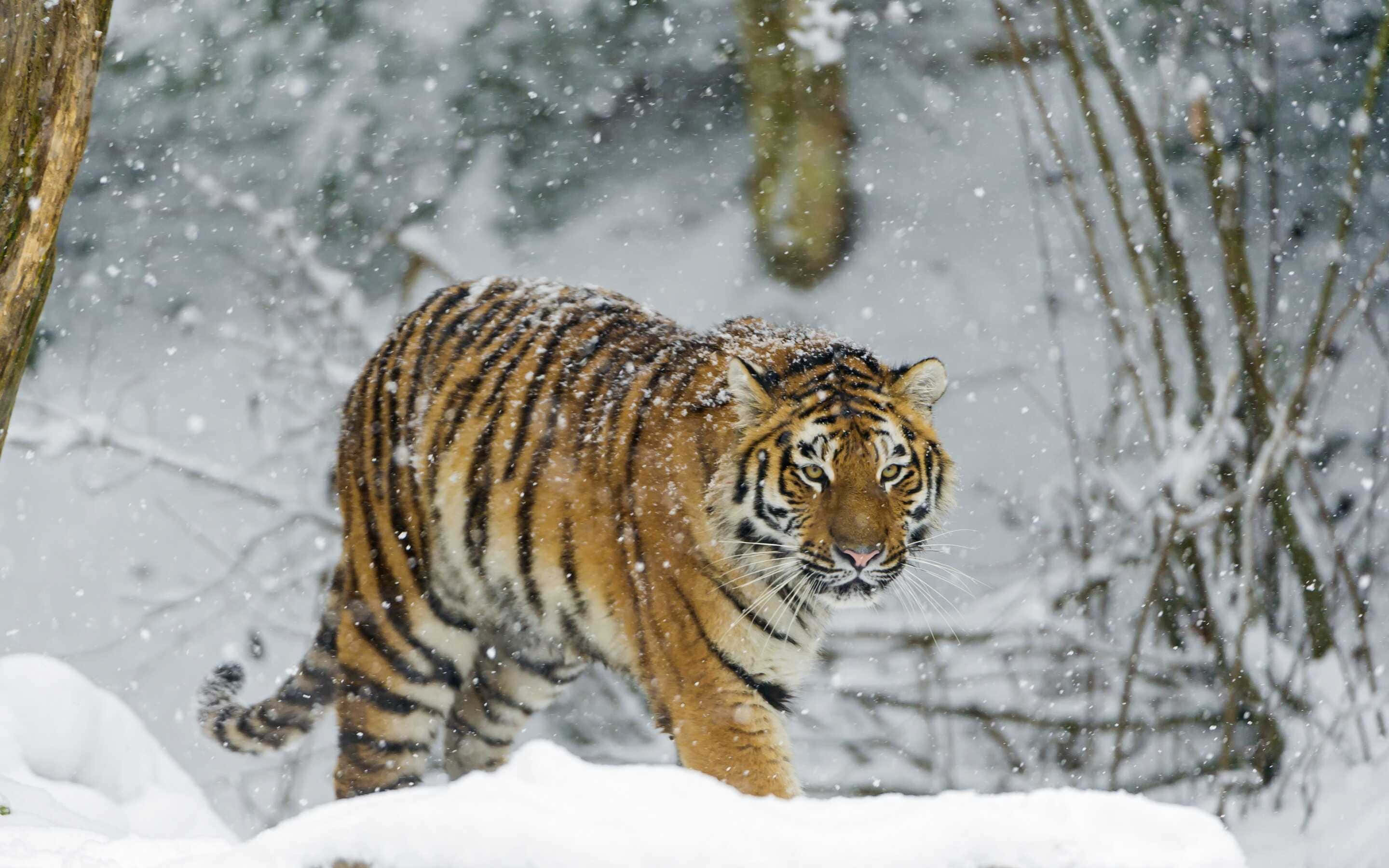 Siberian Tiger, snowfall, snowy forest, 2K Desktop Wallpaper