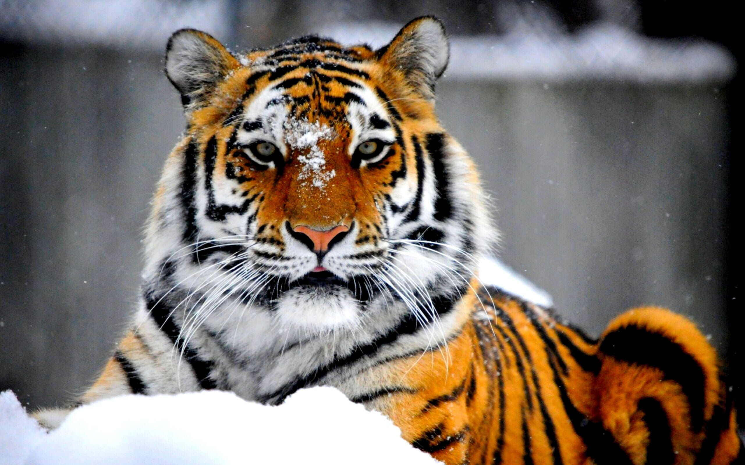 Siberian Tiger, snowflakes, snowy landscape, 2K Desktop Wallpaper