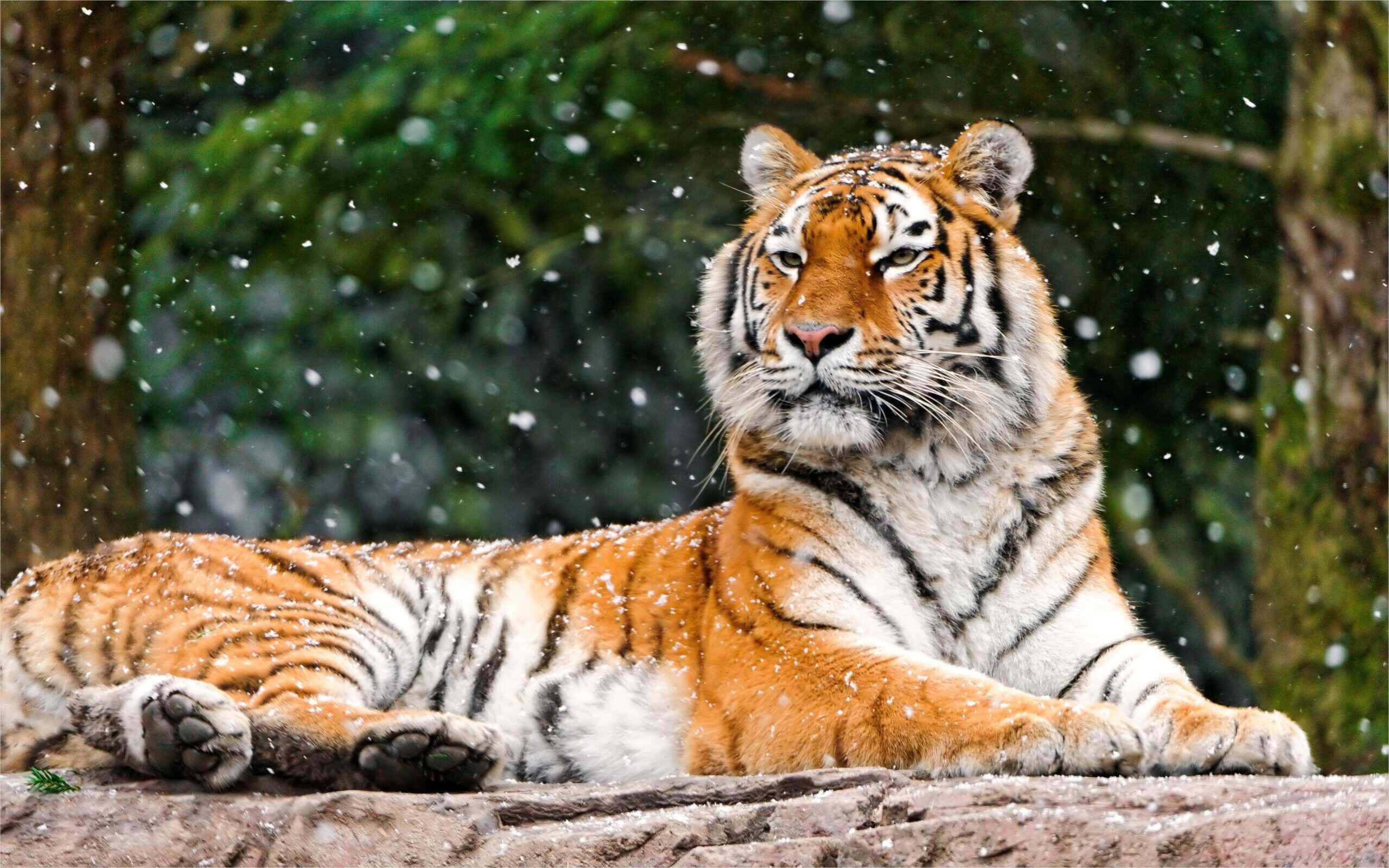 Siberian Tiger, snowflakes, forest, 2K Desktop Wallpaper
