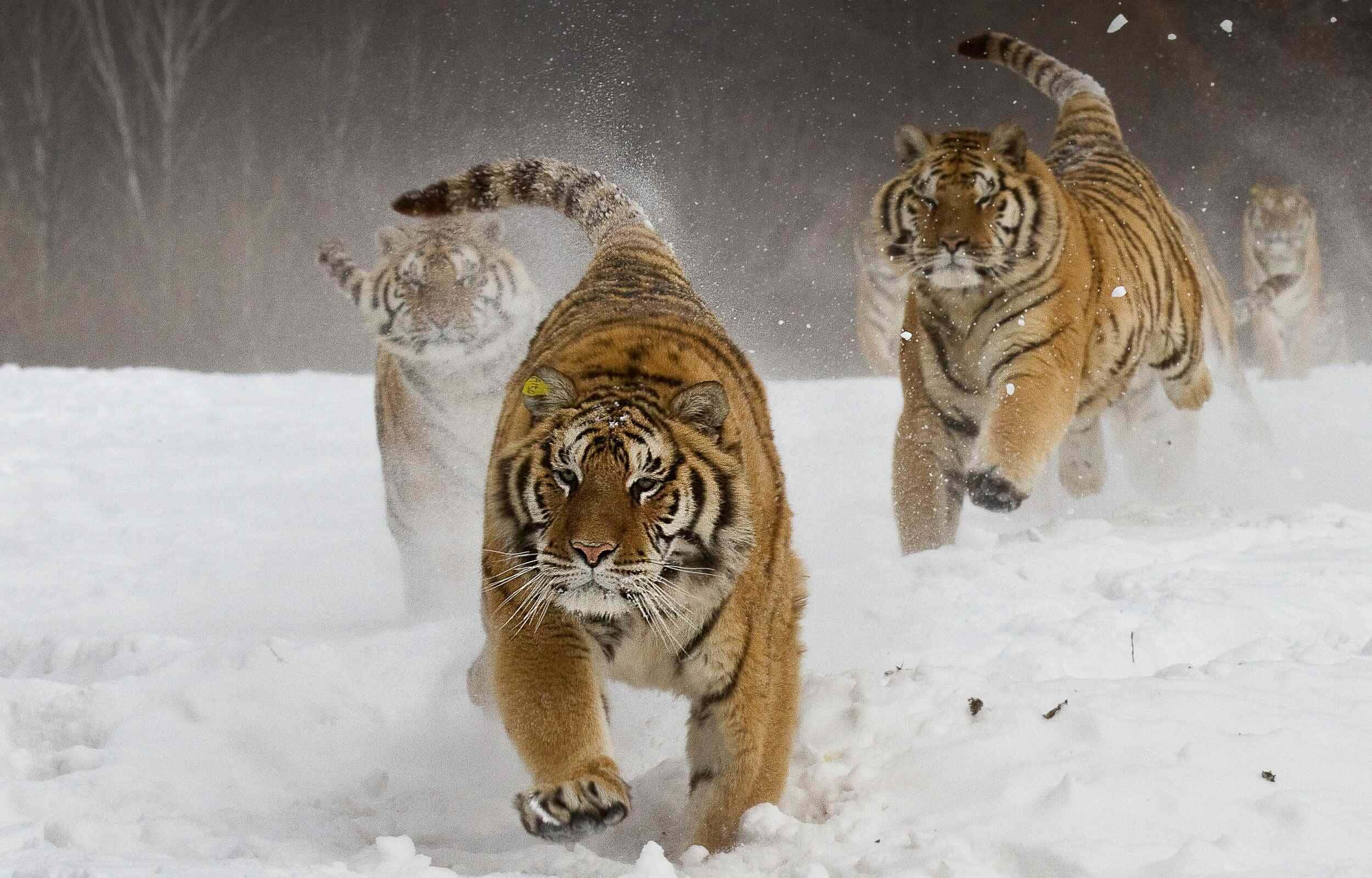 Siberian Tiger, snow, deep snow, Full HD Desktop Wallpaper