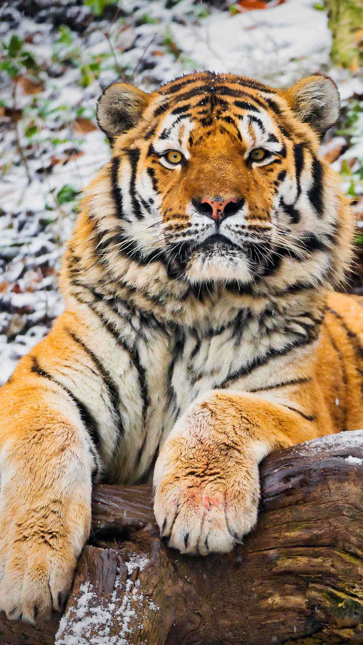 Siberian Tiger, snow-dusted log, wintry forest, 2K Phone Wallpaper