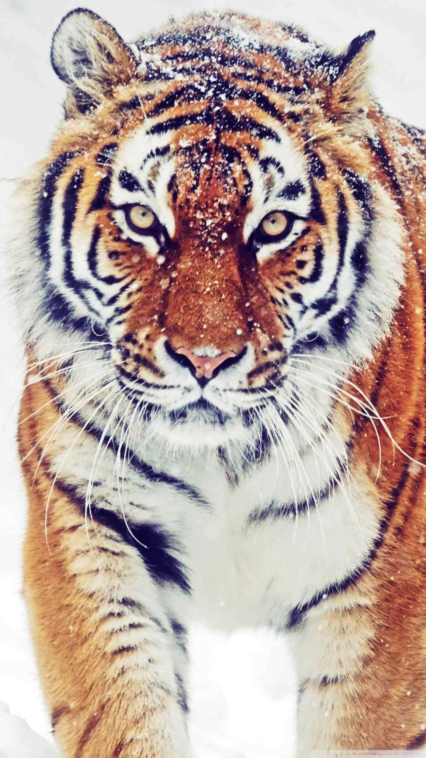 Siberian Tiger, snowflakes, orange and black striped fur, 2K Phone Wallpaper