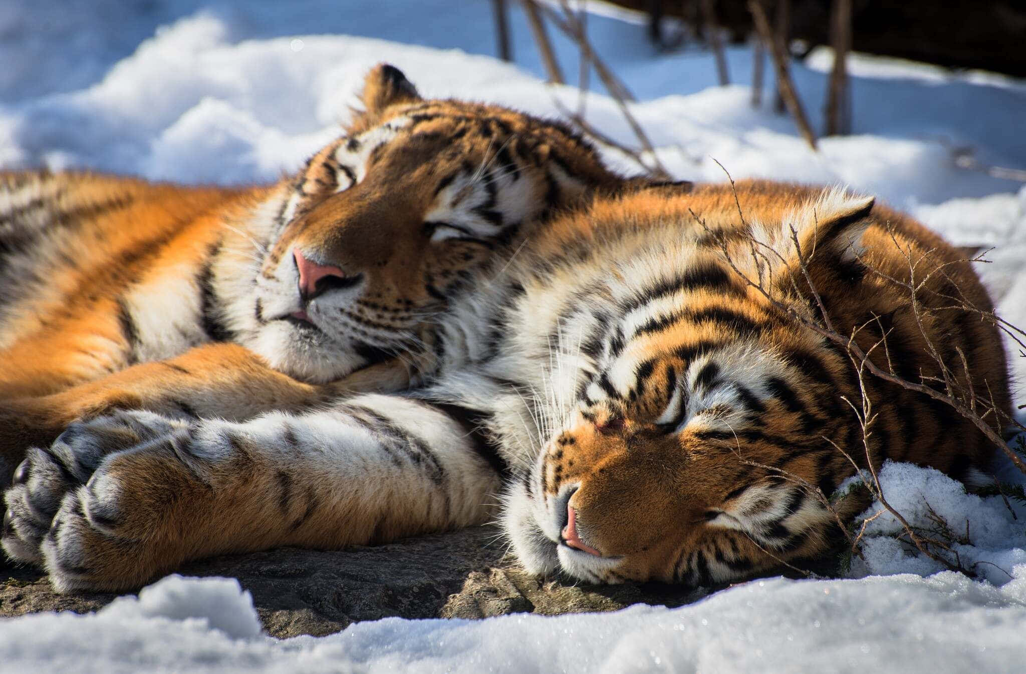 Siberian Tiger, snow, sunlight, Full HD Desktop Wallpaper