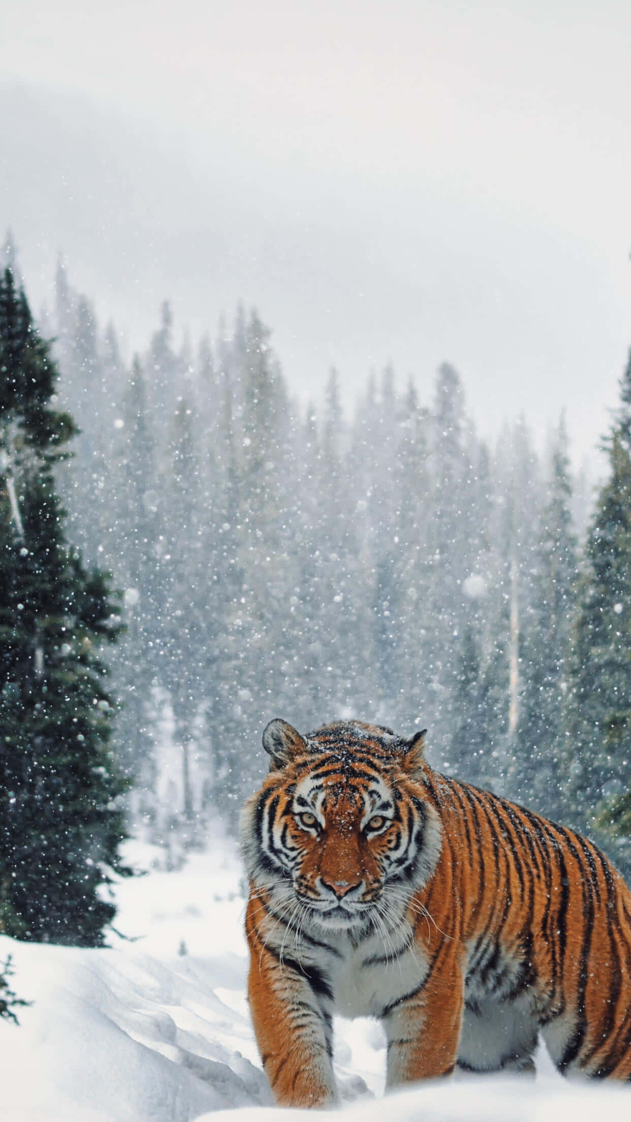 Siberian Tiger, snowy forest, deep snow, Full HD Phone Wallpaper