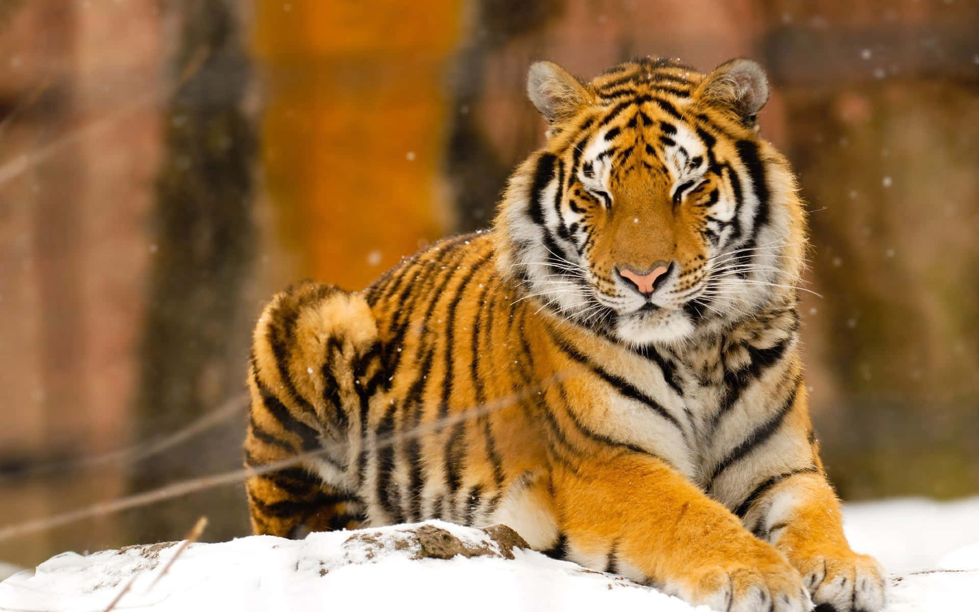Siberian Tiger, snowy forest, gentle snowfall, Full HD Desktop Wallpaper