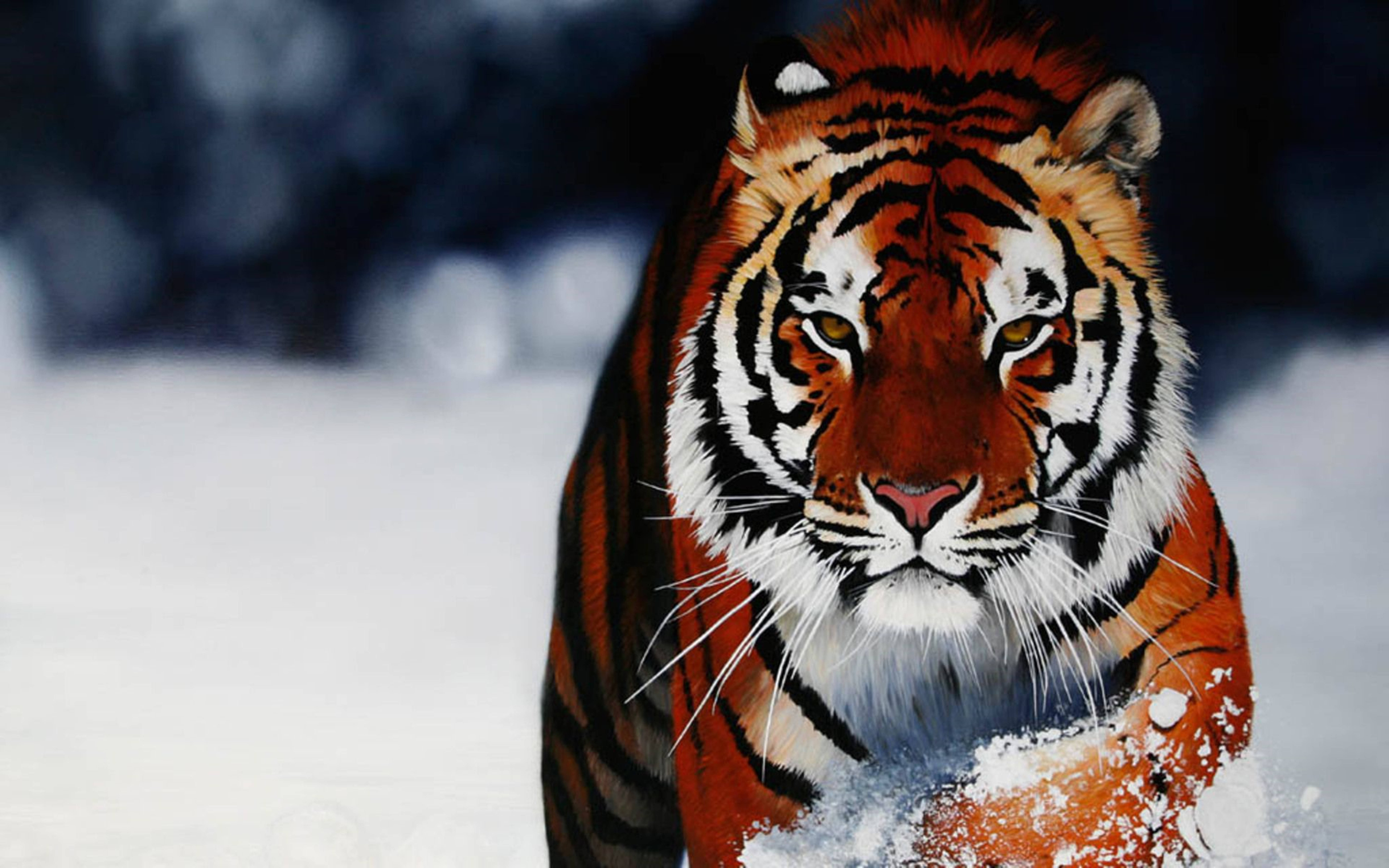 Siberian Tiger, 8K, UHD, 8K Desktop Wallpaper
