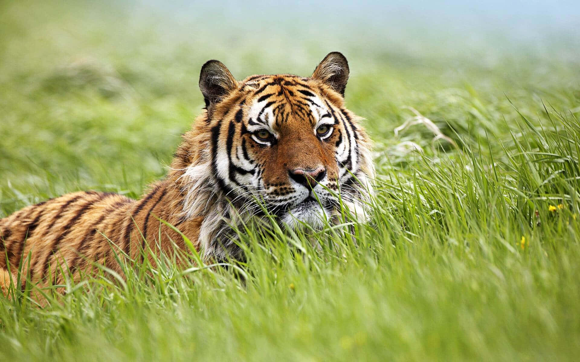 Siberian Tiger, orange stripes, tall green grass, Full HD Desktop Wallpaper
