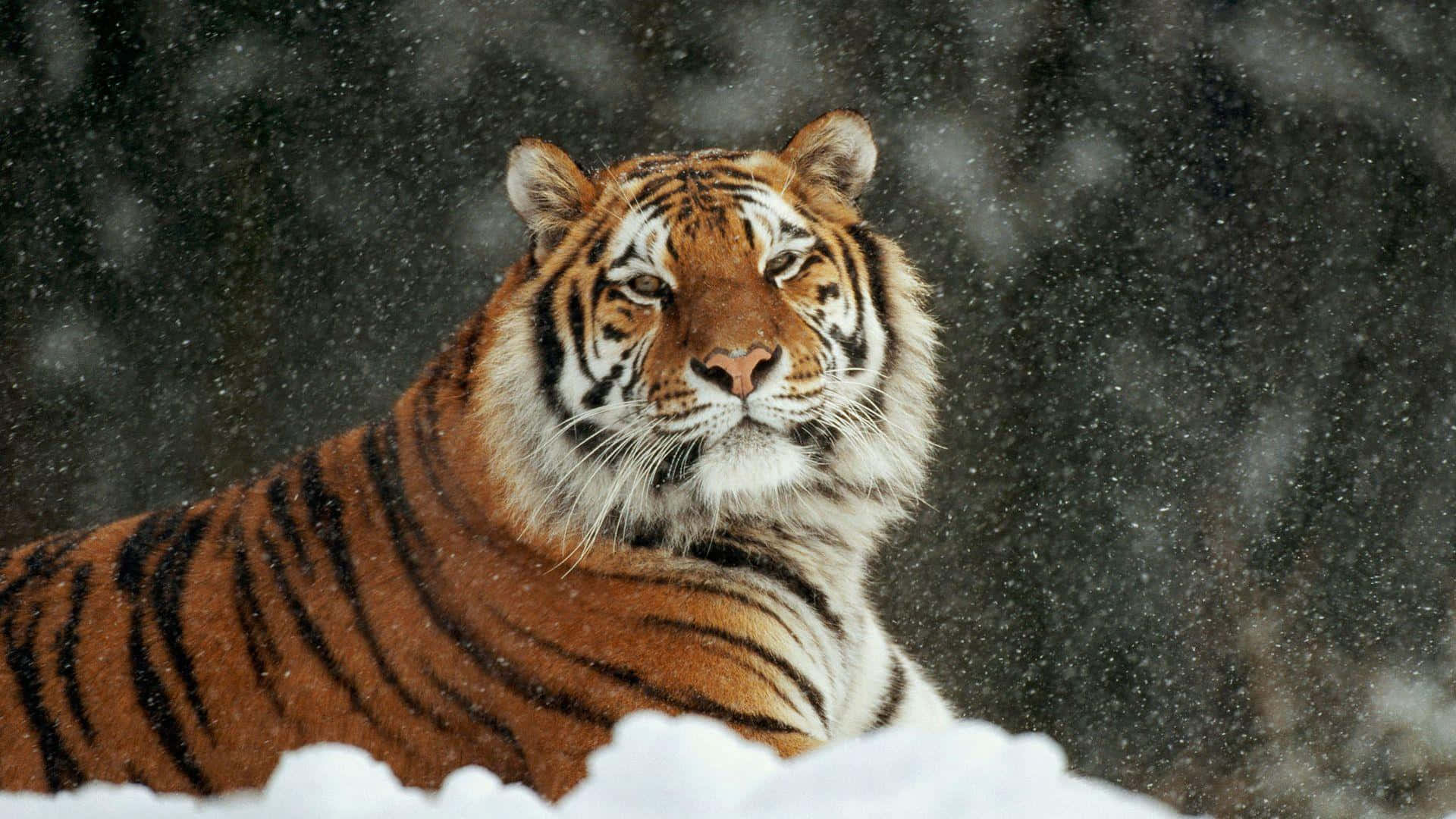 Siberian Tiger, snowfall, deep snow, Full HD Desktop Wallpaper