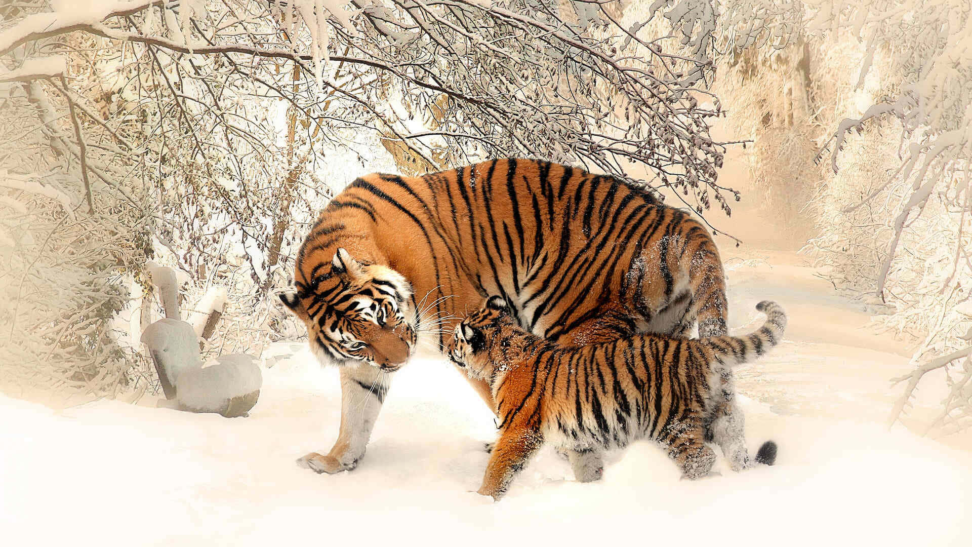 Siberian Tiger, snowy habitat, deep snow, Full HD Desktop Wallpaper