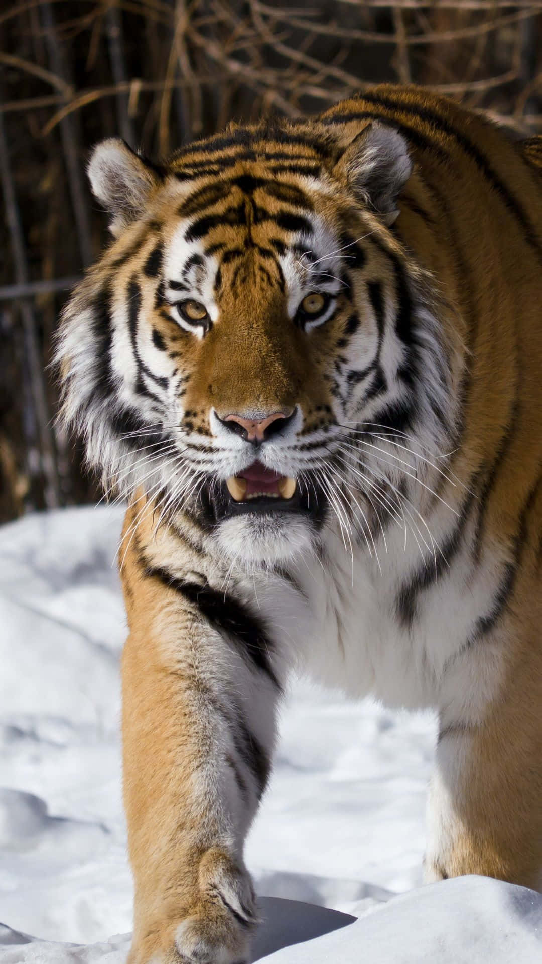 Siberian Tiger, deep snow, golden eyes, Full HD Phone Wallpaper