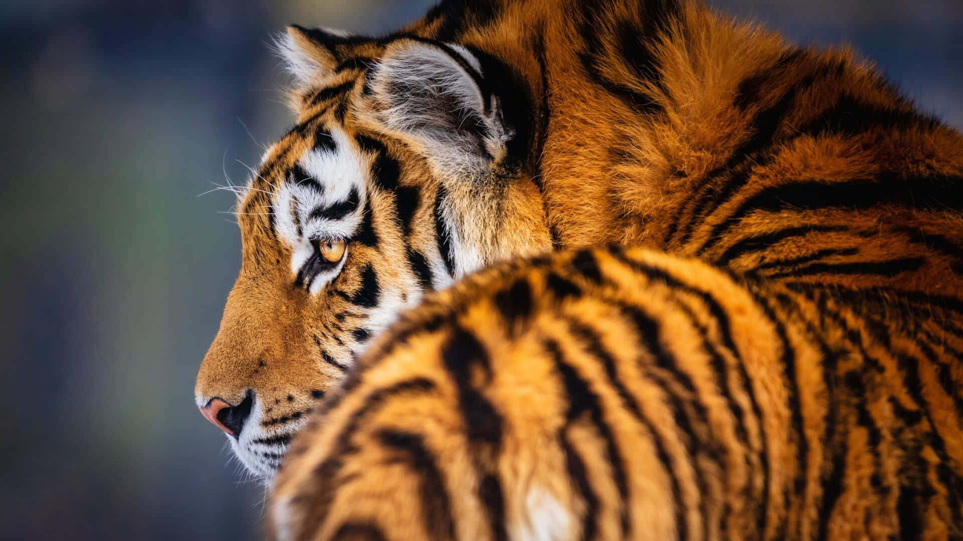 Siberian Tiger, orange fur, black stripes, Full HD Desktop Wallpaper