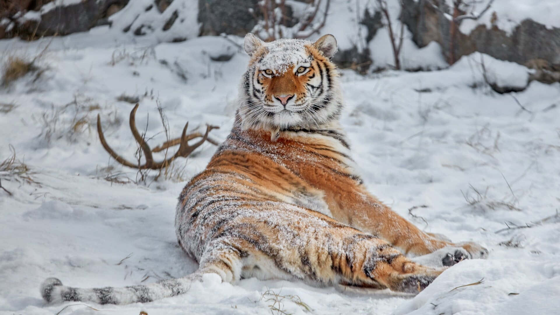 Siberian Tiger, snow-dusted fur, snowy landscape, Full HD Desktop Wallpaper