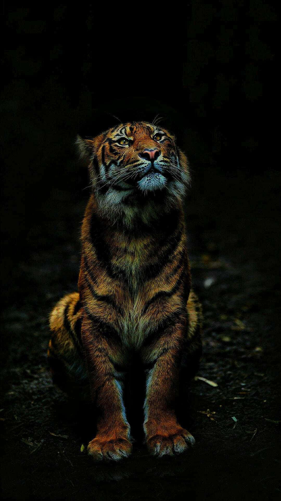 Siberian Tiger, glowing eyes, dark forest, Full HD Phone Wallpaper