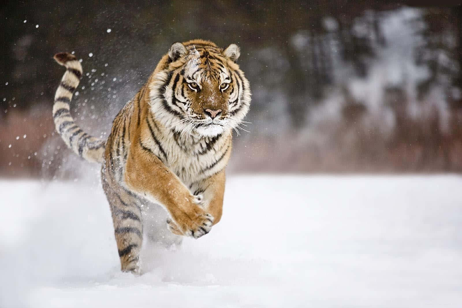 Siberian Tiger, snow, deep snow, HD Desktop Wallpaper