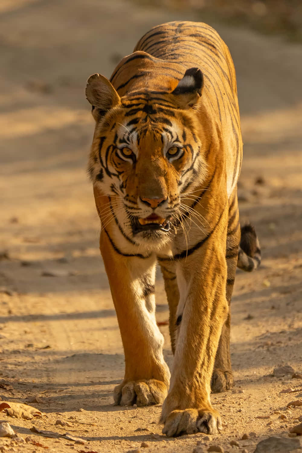 Siberian Tiger, orange tiger, black stripes, HD Phone Wallpaper