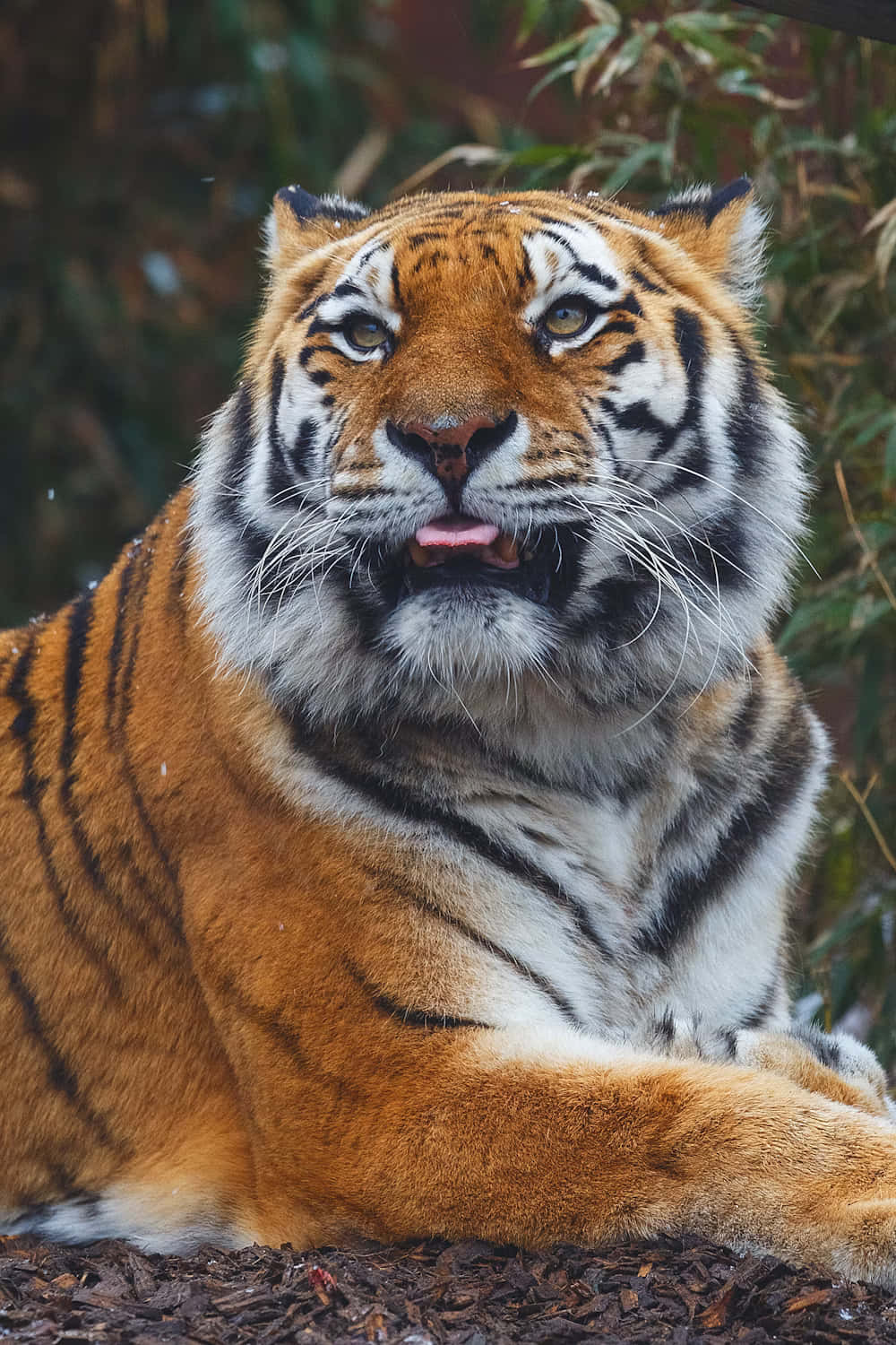 Siberian Tiger, orange fur, black stripes, HD Phone Wallpaper
