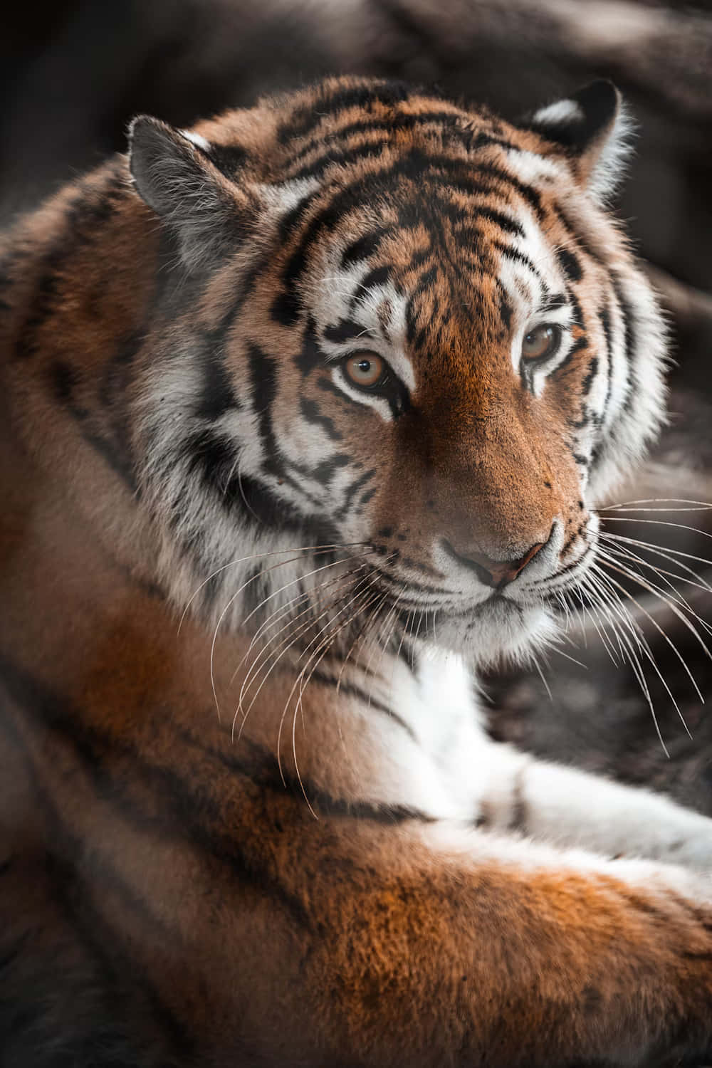 Siberian Tiger, orange fur, black stripes, HD Phone Wallpaper