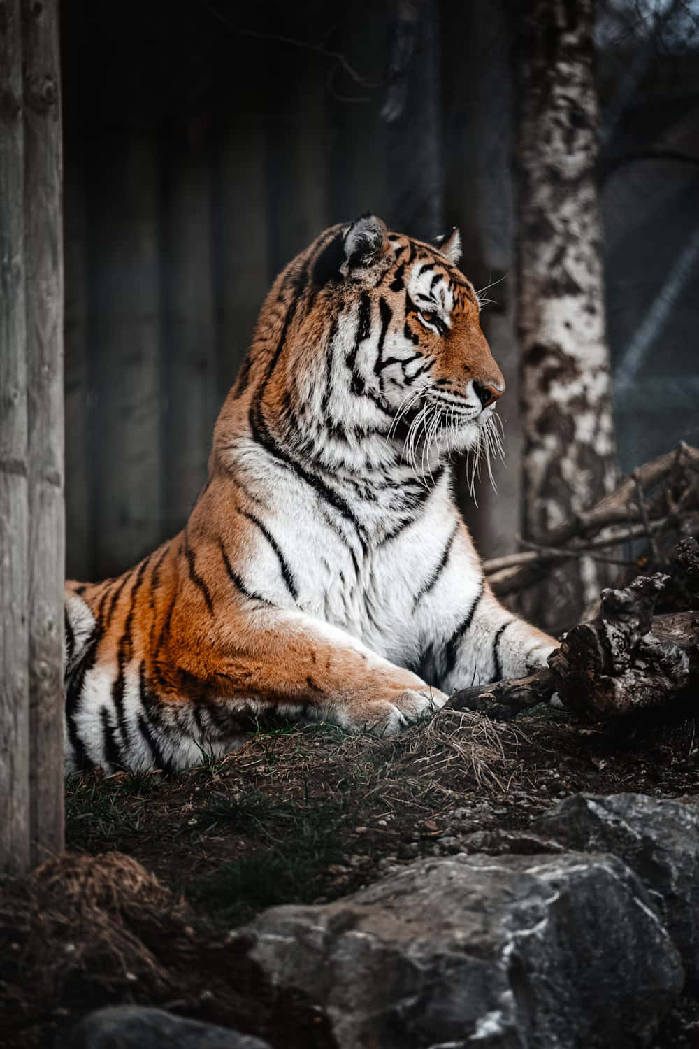 Siberian Tiger, orange and black stripes, mossy ground, HD Phone Wallpaper