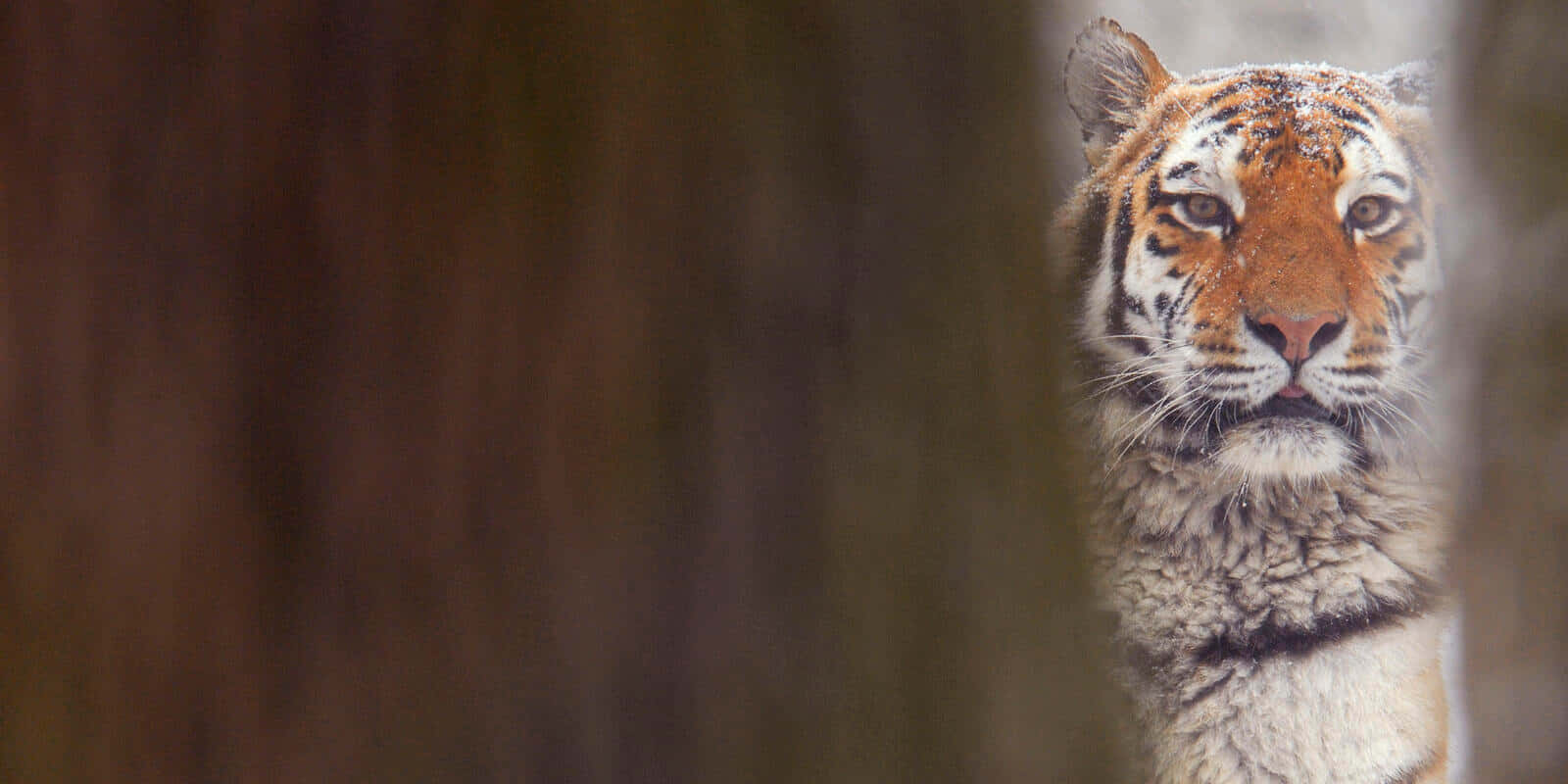 Siberian Tiger, orange and black stripes, snowy forest, HD Desktop Wallpaper