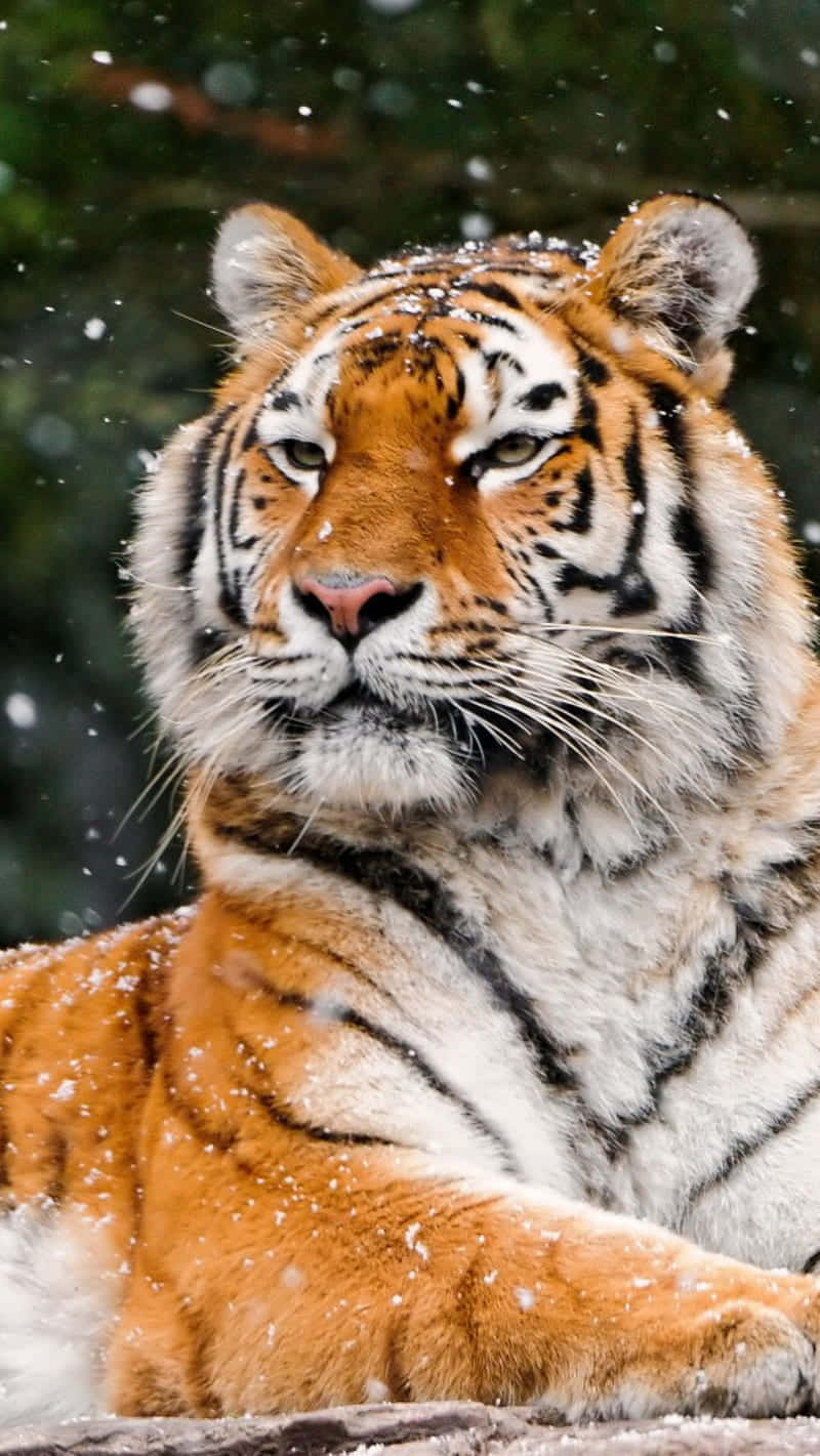 Siberian Tiger, snowfall, orange fur, HD Phone Wallpaper