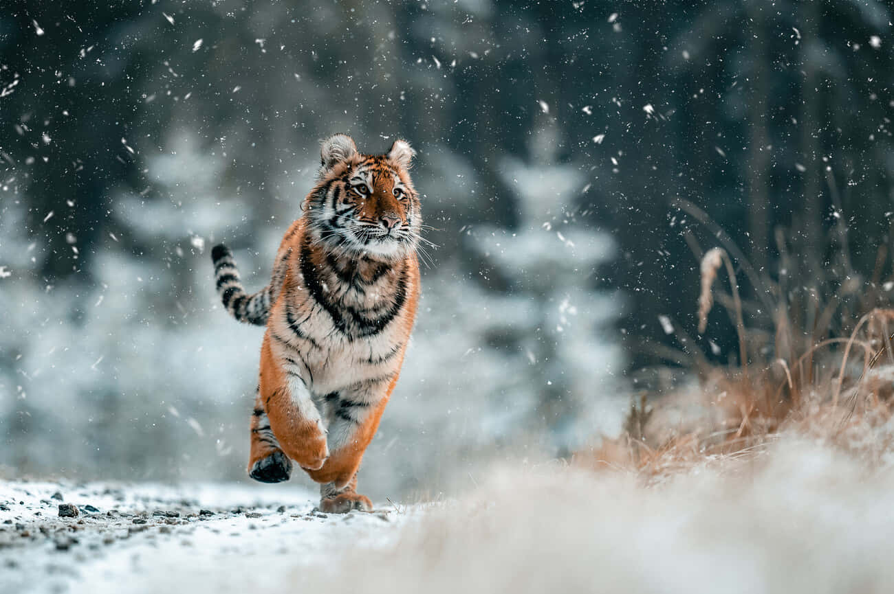 Siberian Tiger, snowy forest, snowflakes, HD Desktop Wallpaper