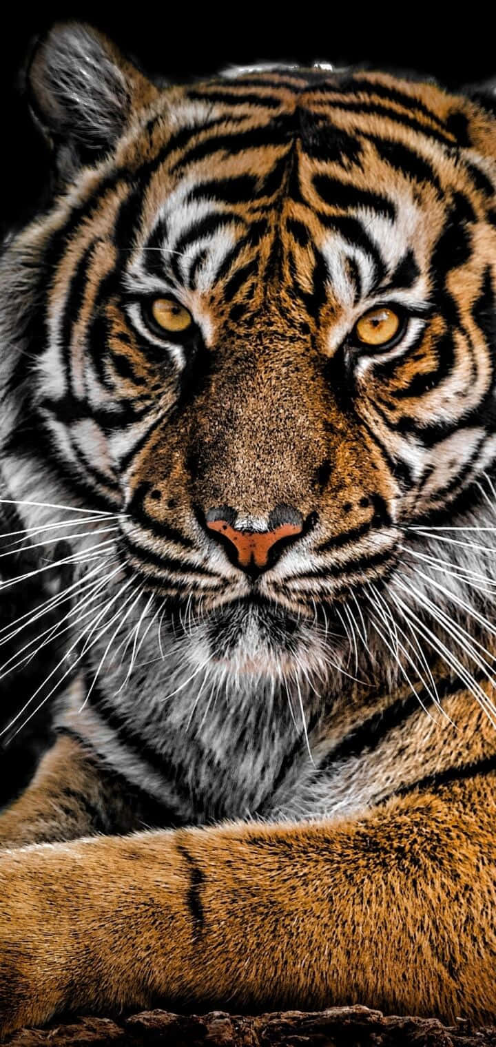 Siberian Tiger, golden eyes, orange stripes, HD Phone Wallpaper