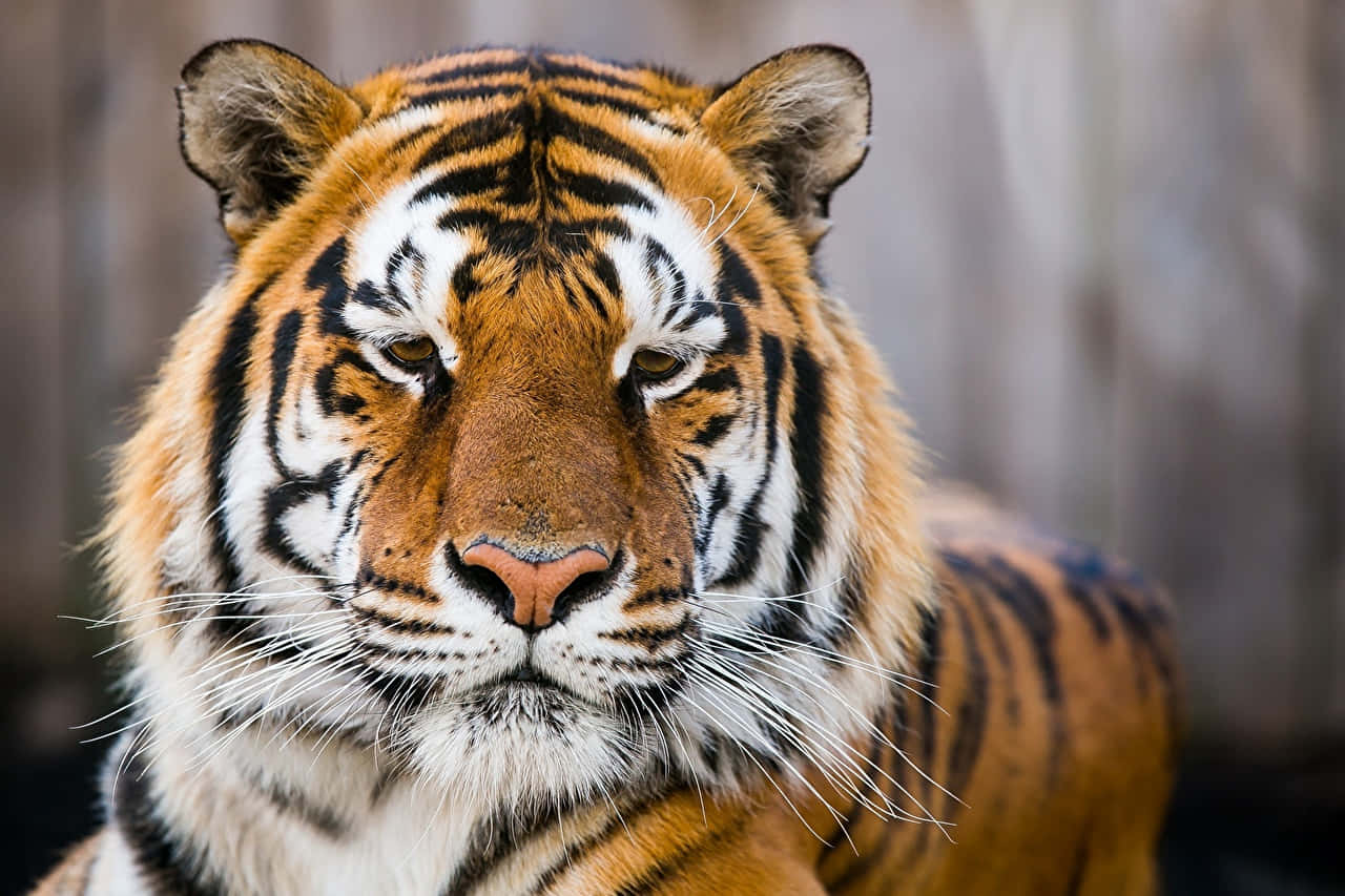 Siberian Tiger, orange fur, black stripes, HD Desktop Wallpaper