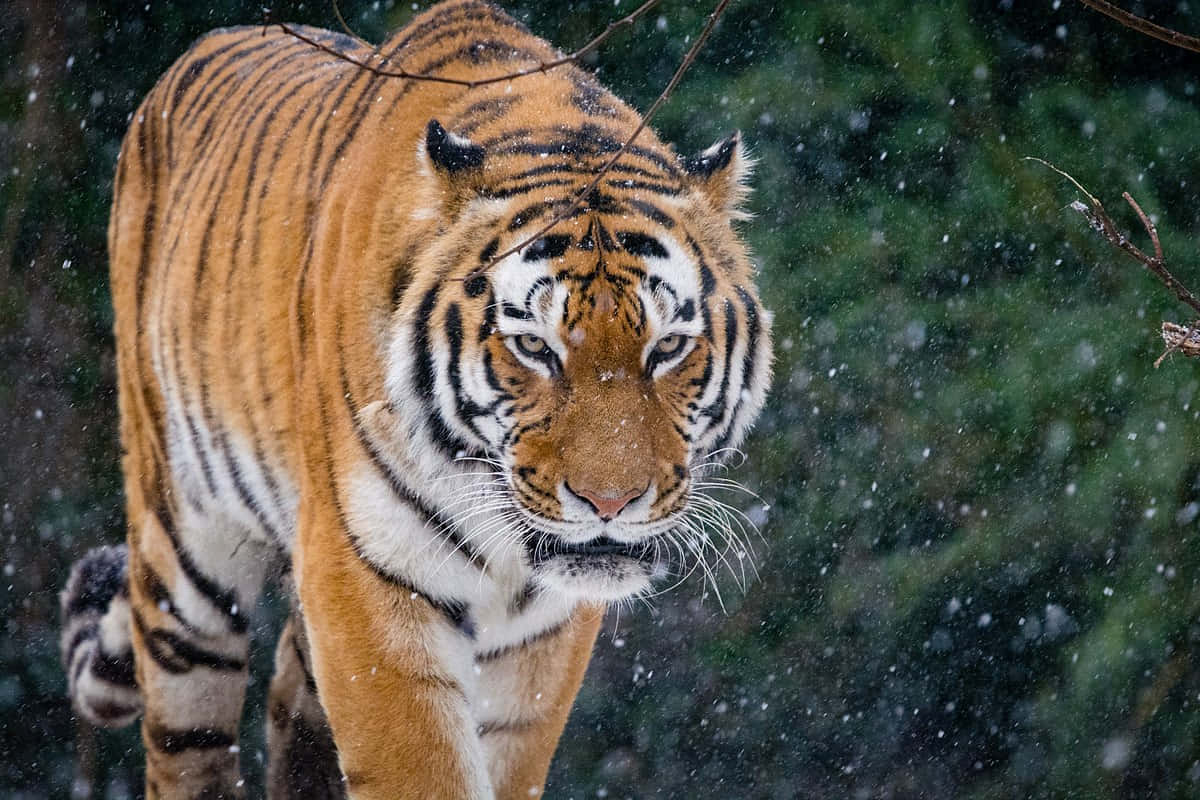 Siberian Tiger, snowfall, orange fur, SD Desktop Wallpaper