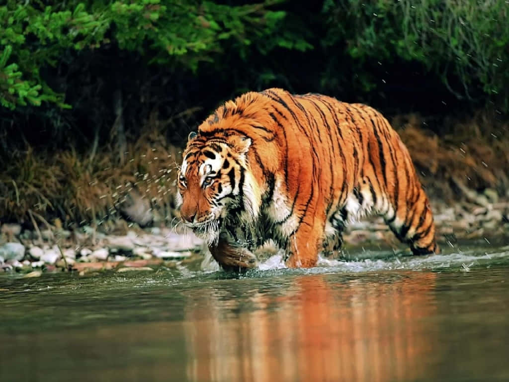 Siberian Tiger, orange tiger, black stripes, SD Desktop Wallpaper