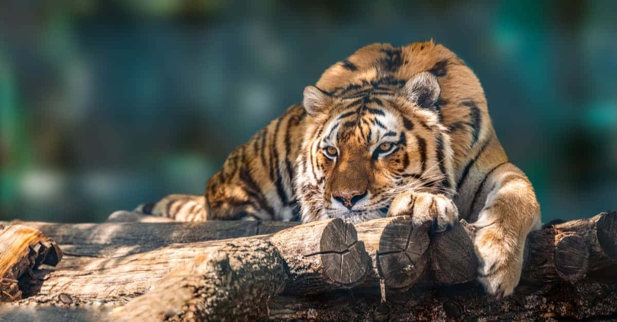 Siberian Tiger, orange and black stripes, weathered log, SD Desktop Wallpaper