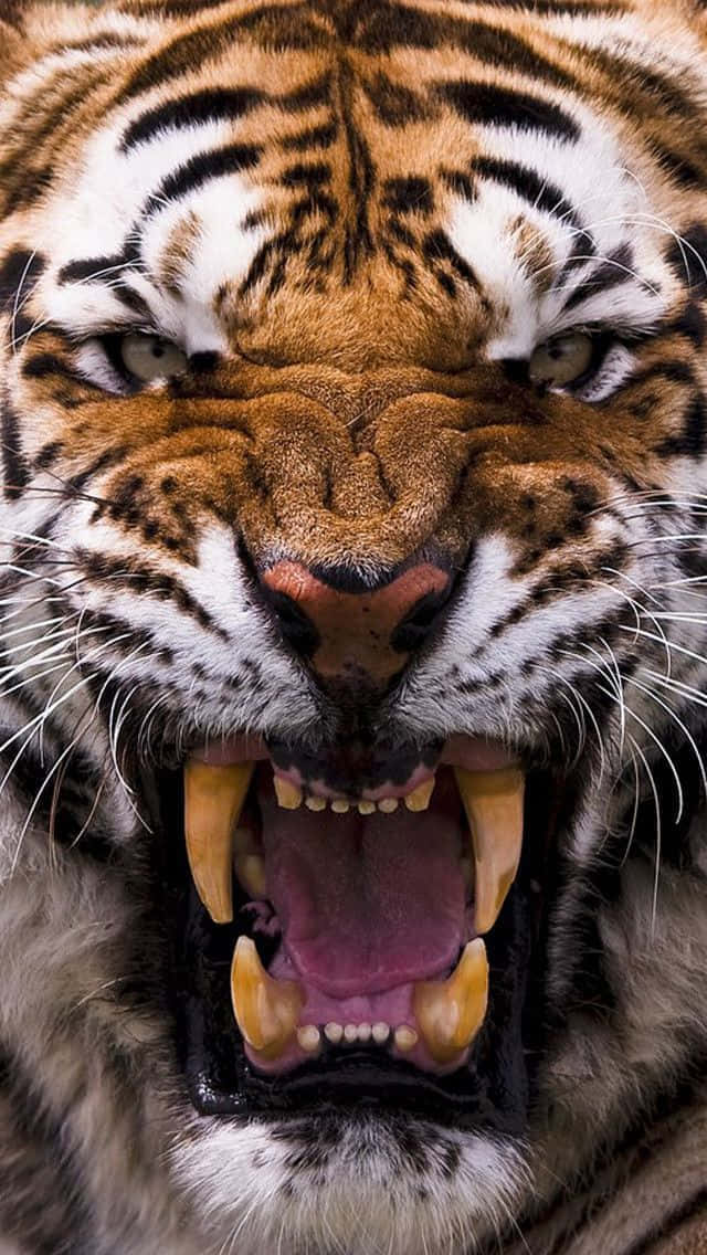 Siberian Tiger, closeup, roaring, SD Phone Wallpaper