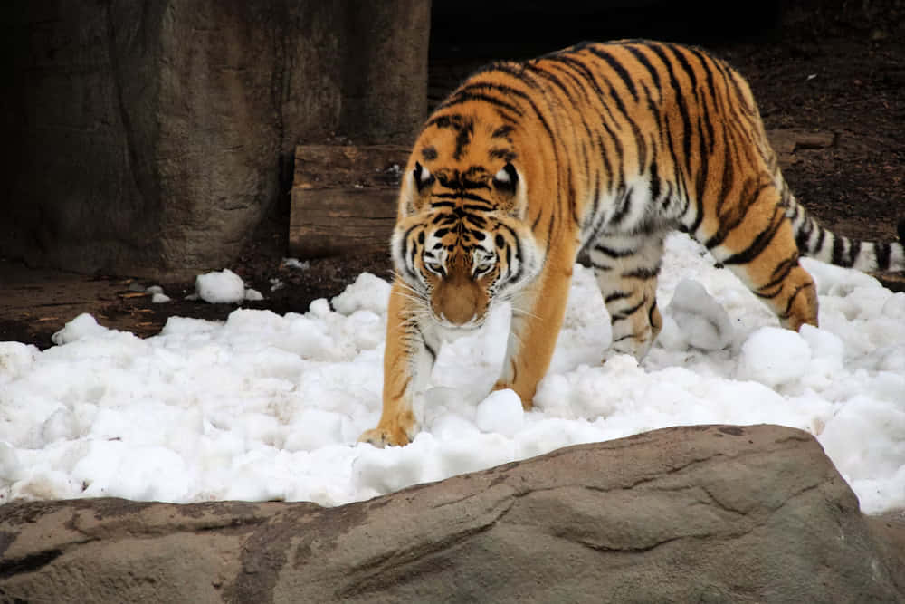 Siberian Tiger, orange tiger, black stripes, SD Desktop Wallpaper