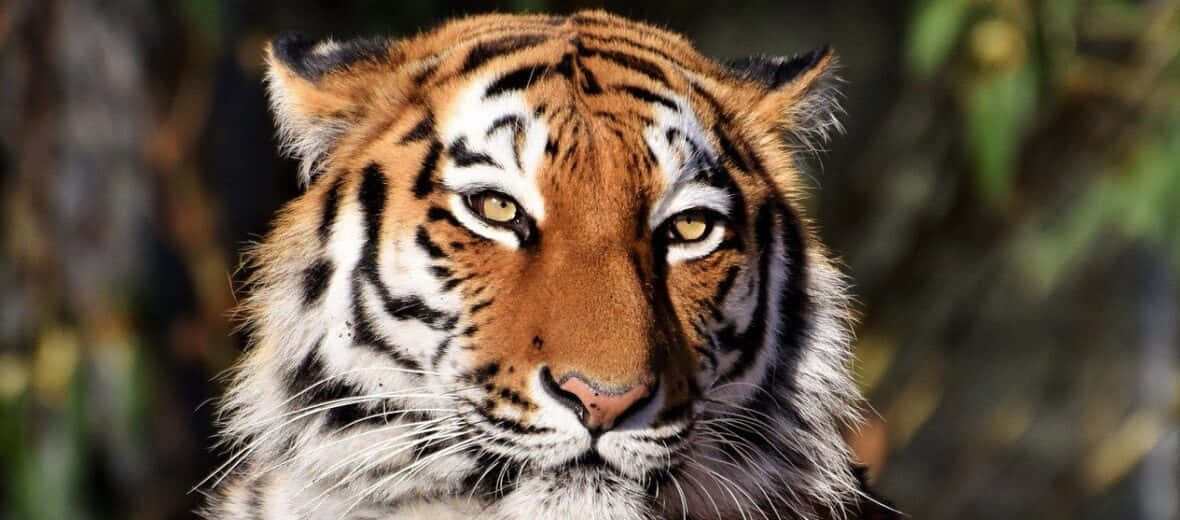 Siberian Tiger, orange fur, black stripes, SD Desktop Wallpaper