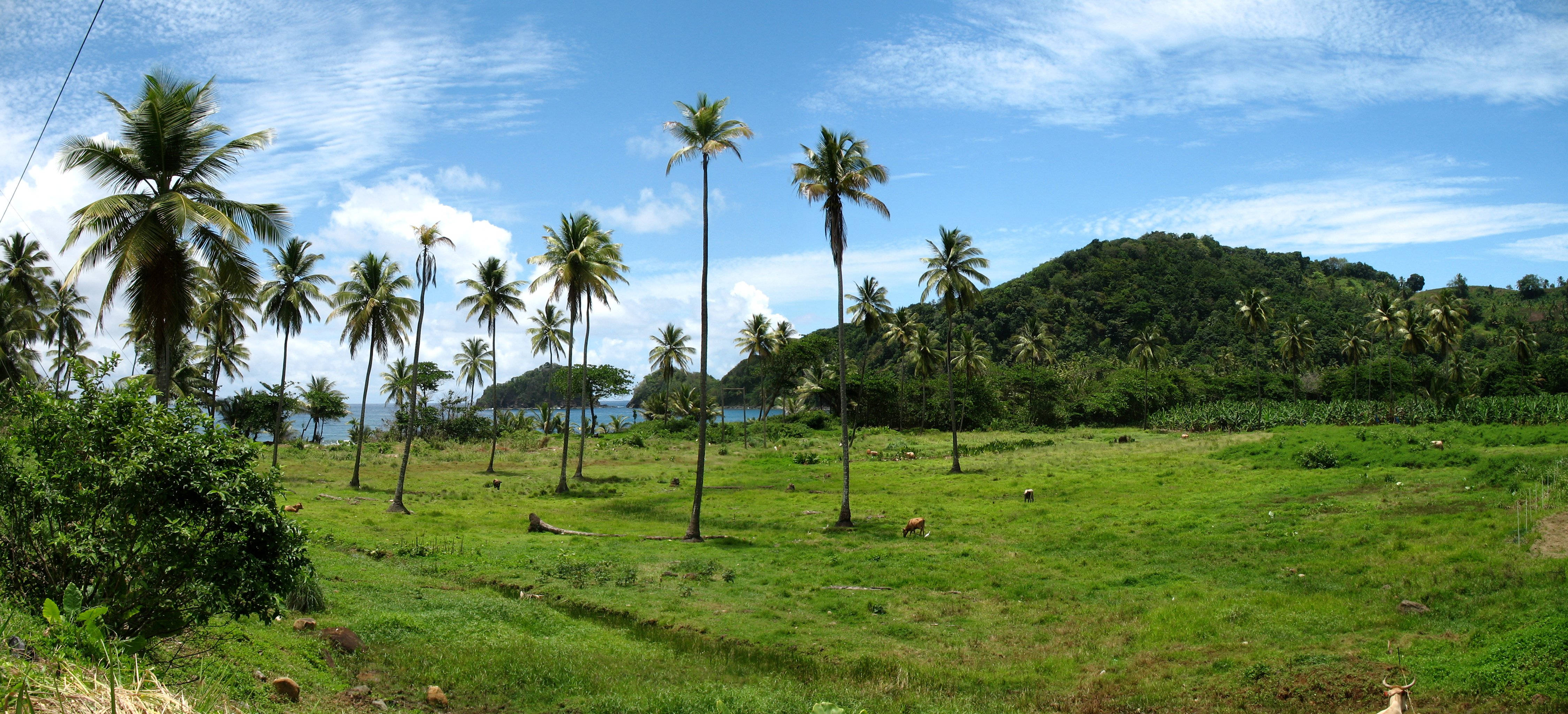 Sierra Leone, tall palm trees, tropical grassland, 4K Desktop Wallpaper
