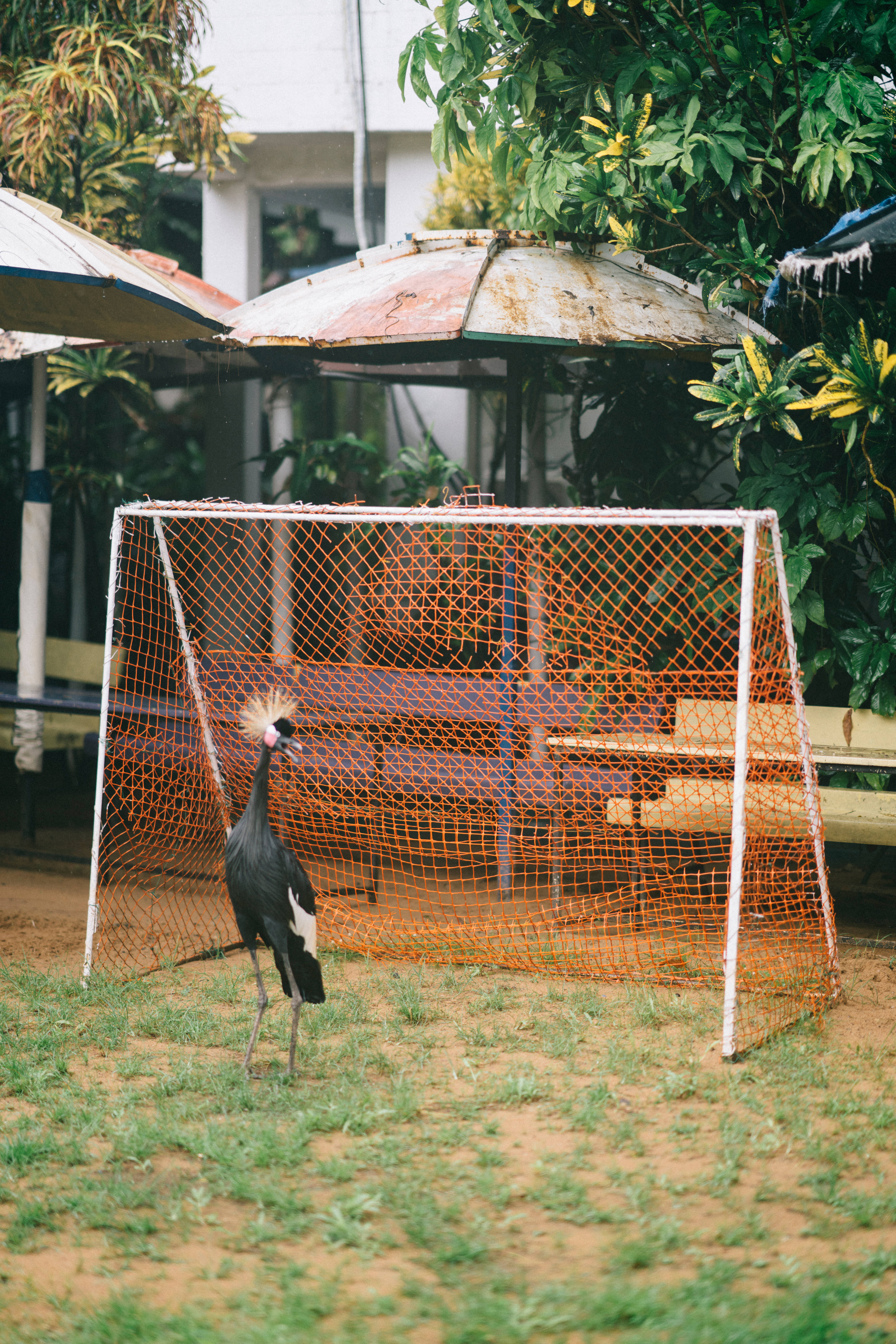 Sierra Leone, crane, orange soccer net, 8K Phone Wallpaper